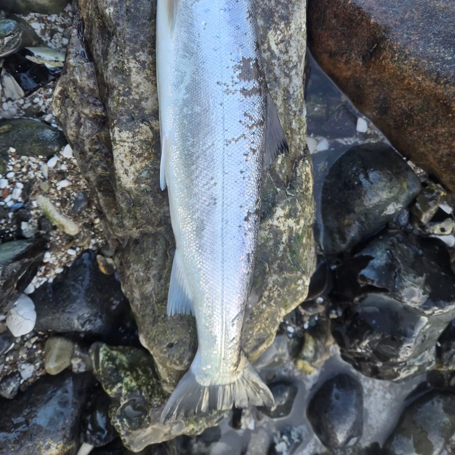 The most recent Sea trout catches on Fishbrain