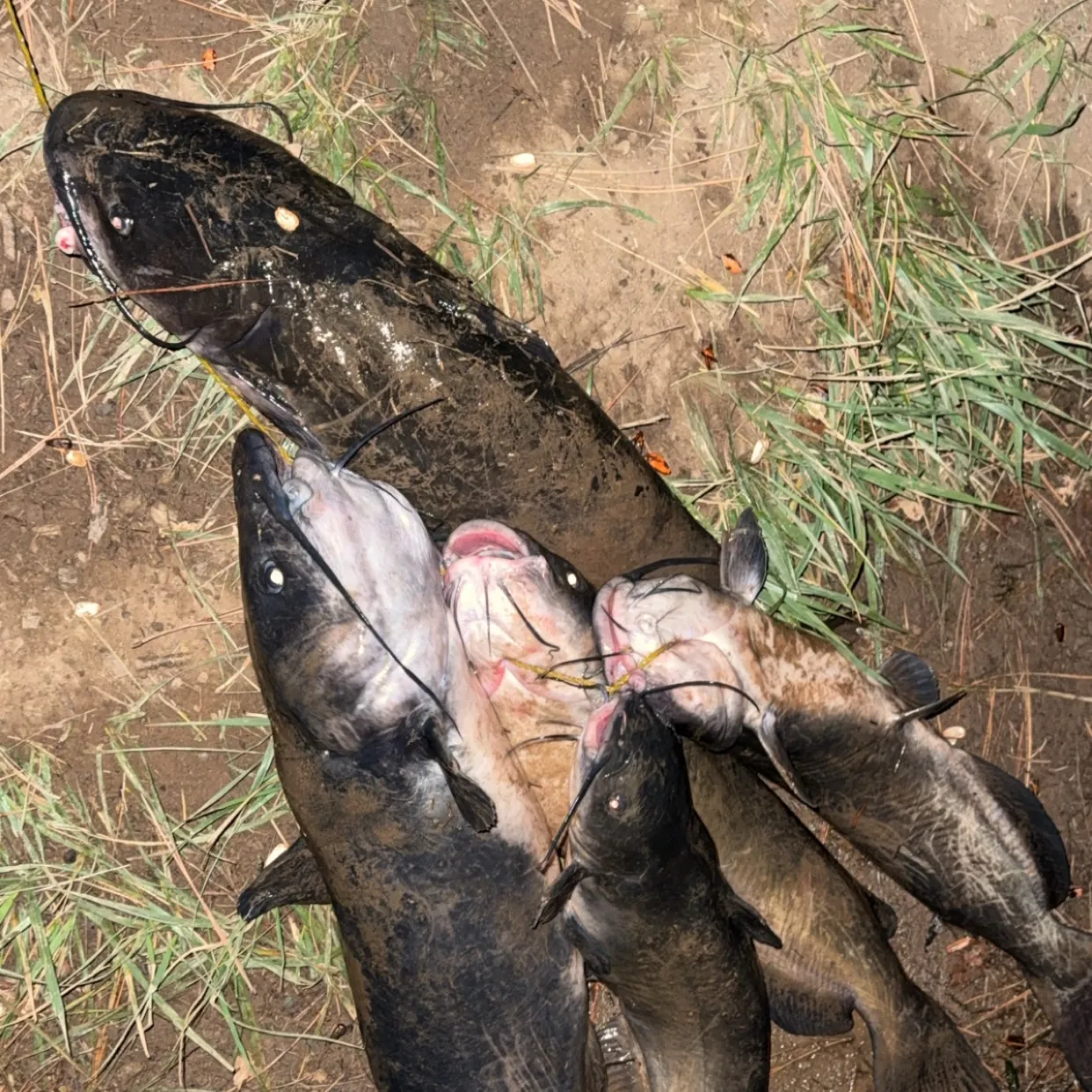 Channel catfish caught on Fishbrain