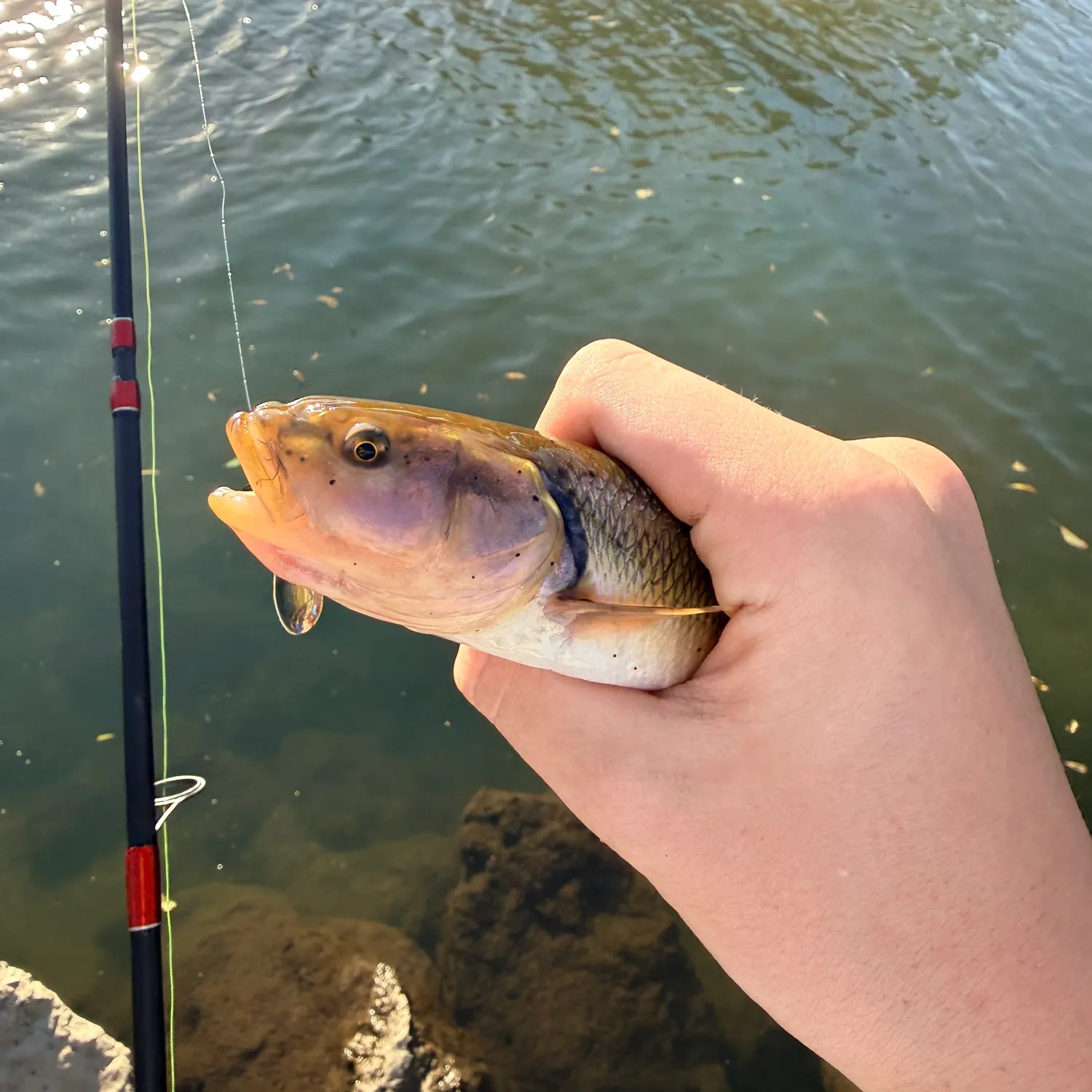 The most recent Hornyhead chub catches on Fishbrain