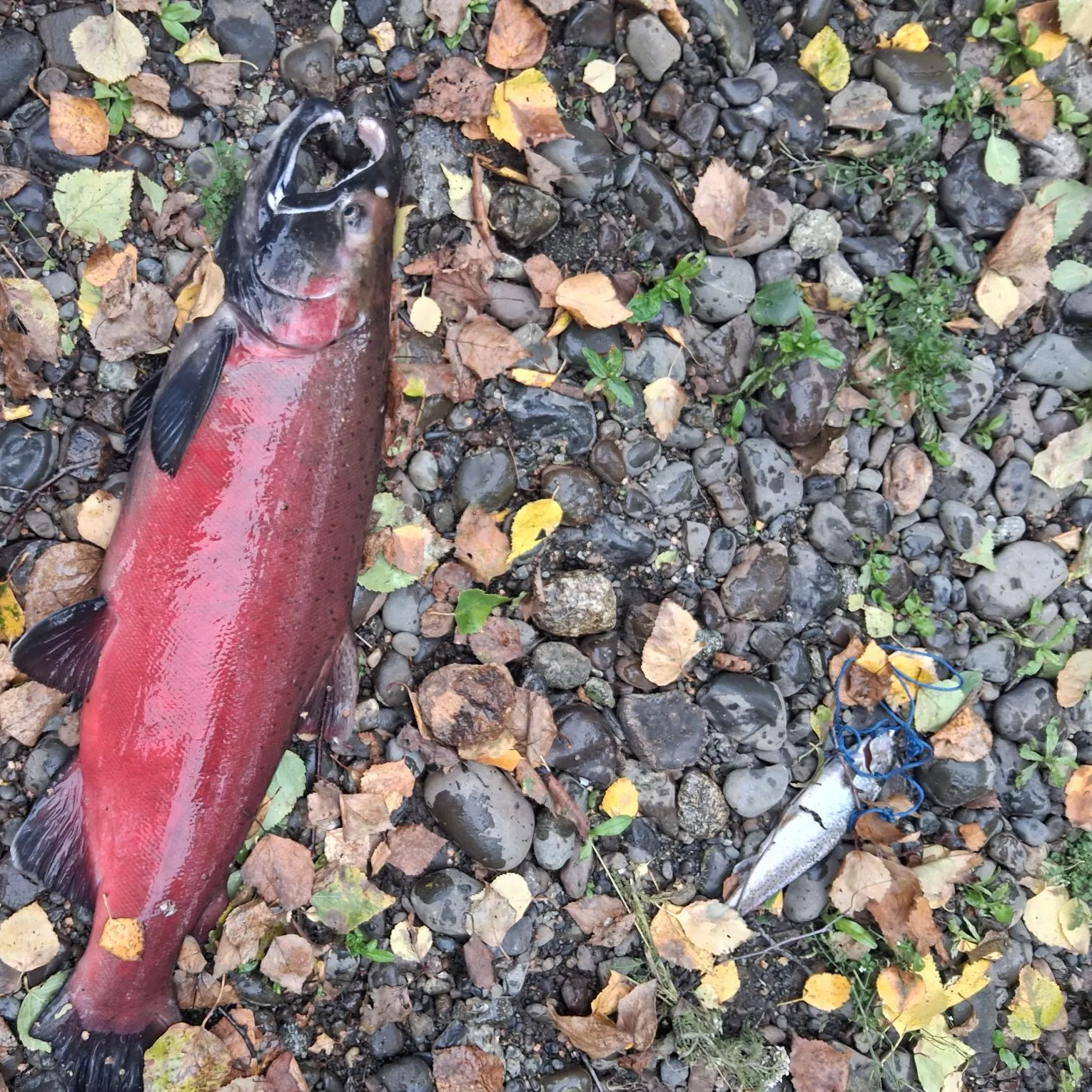 Coho salmon caught on Fishbrain