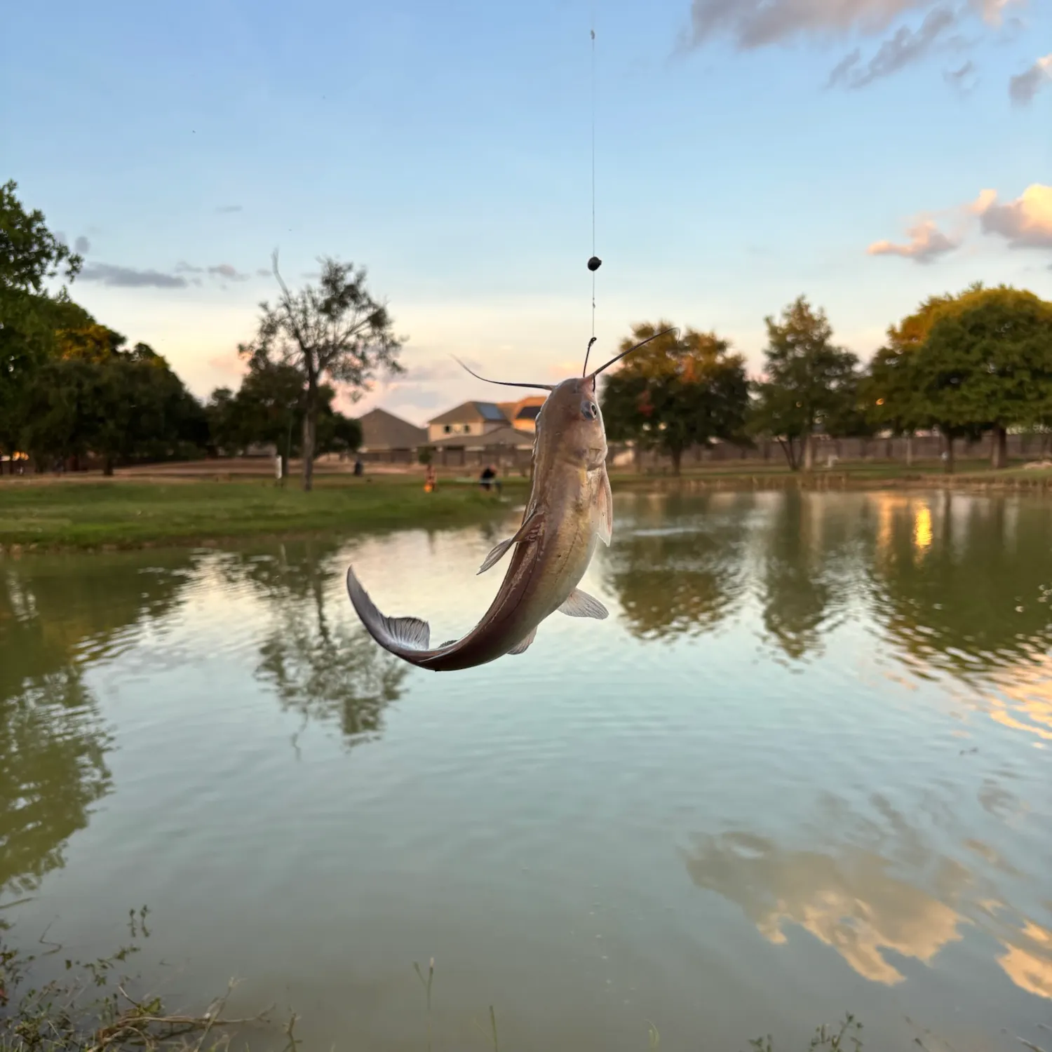 Channel catfish caught on Fishbrain