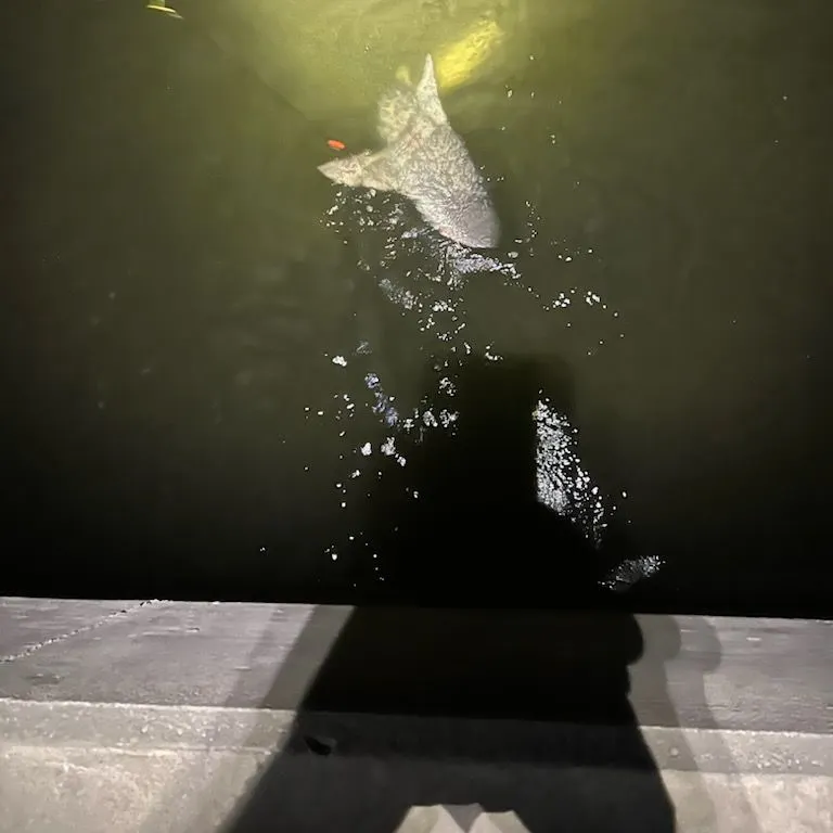 The most recent Bull shark catches on Fishbrain