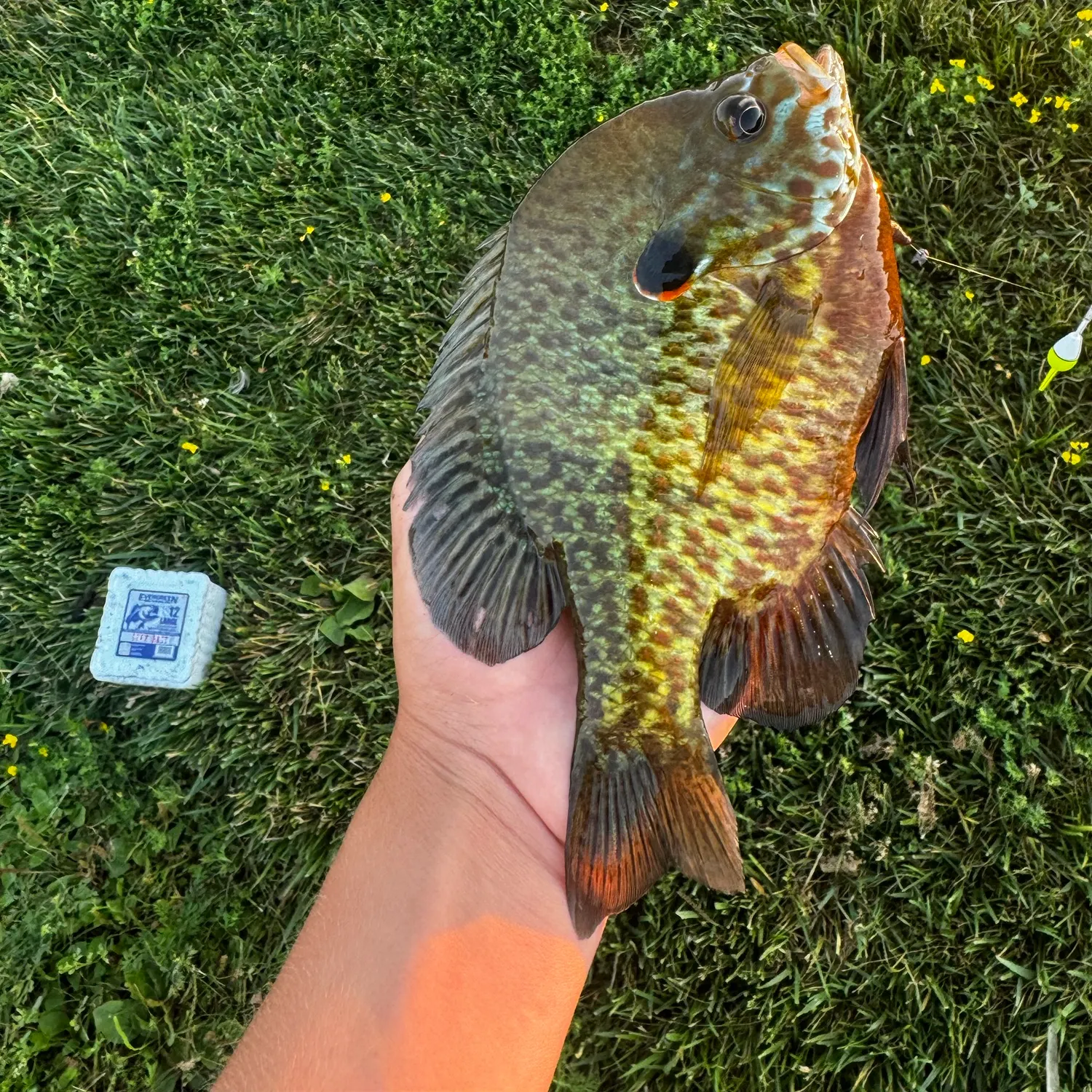 Pumpkinseed caught on Fishbrain