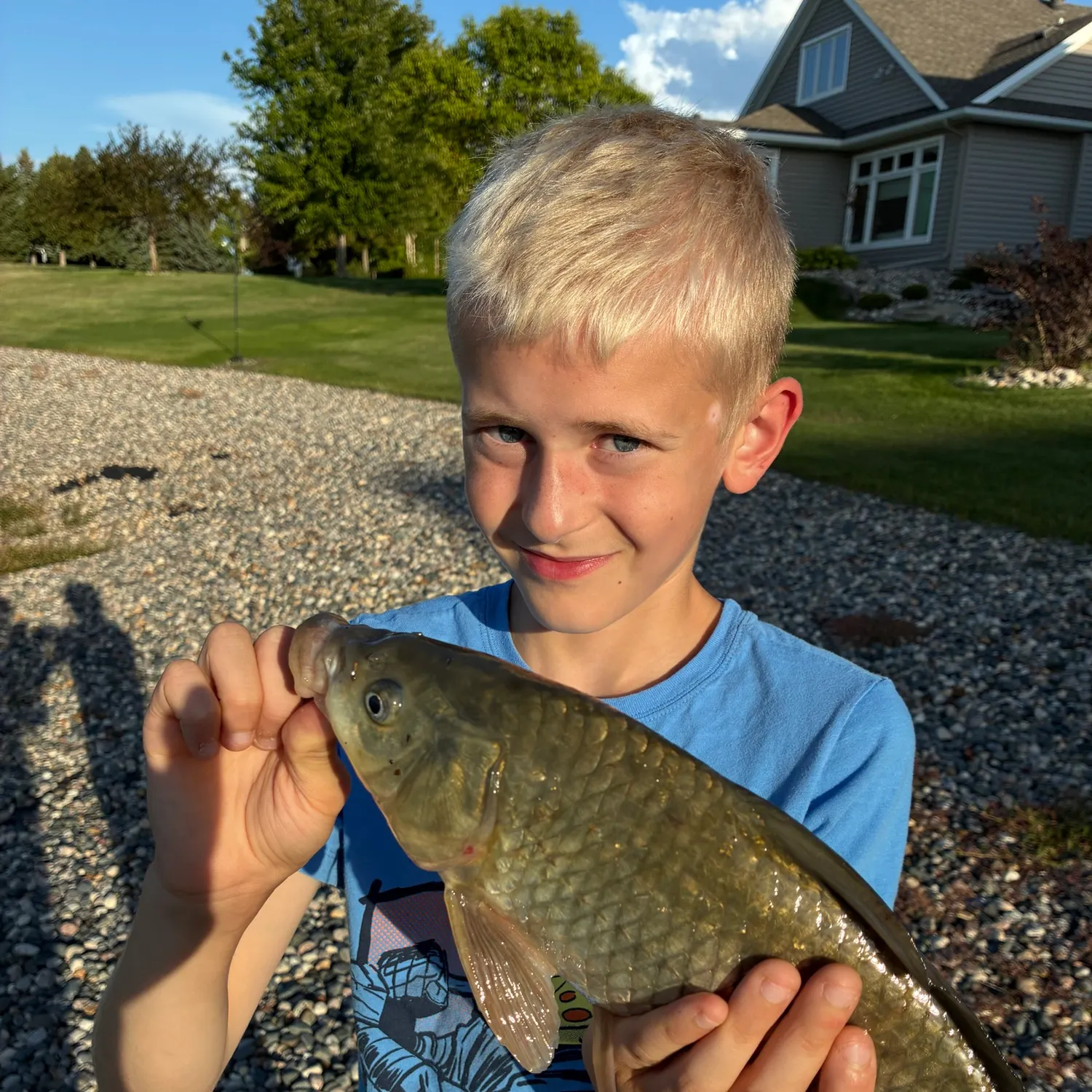 Common carp caught on Fishbrain
