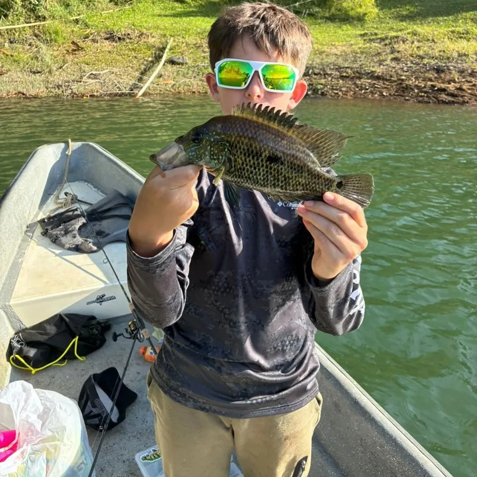 The most recent Three spotted tilapia catches on Fishbrain