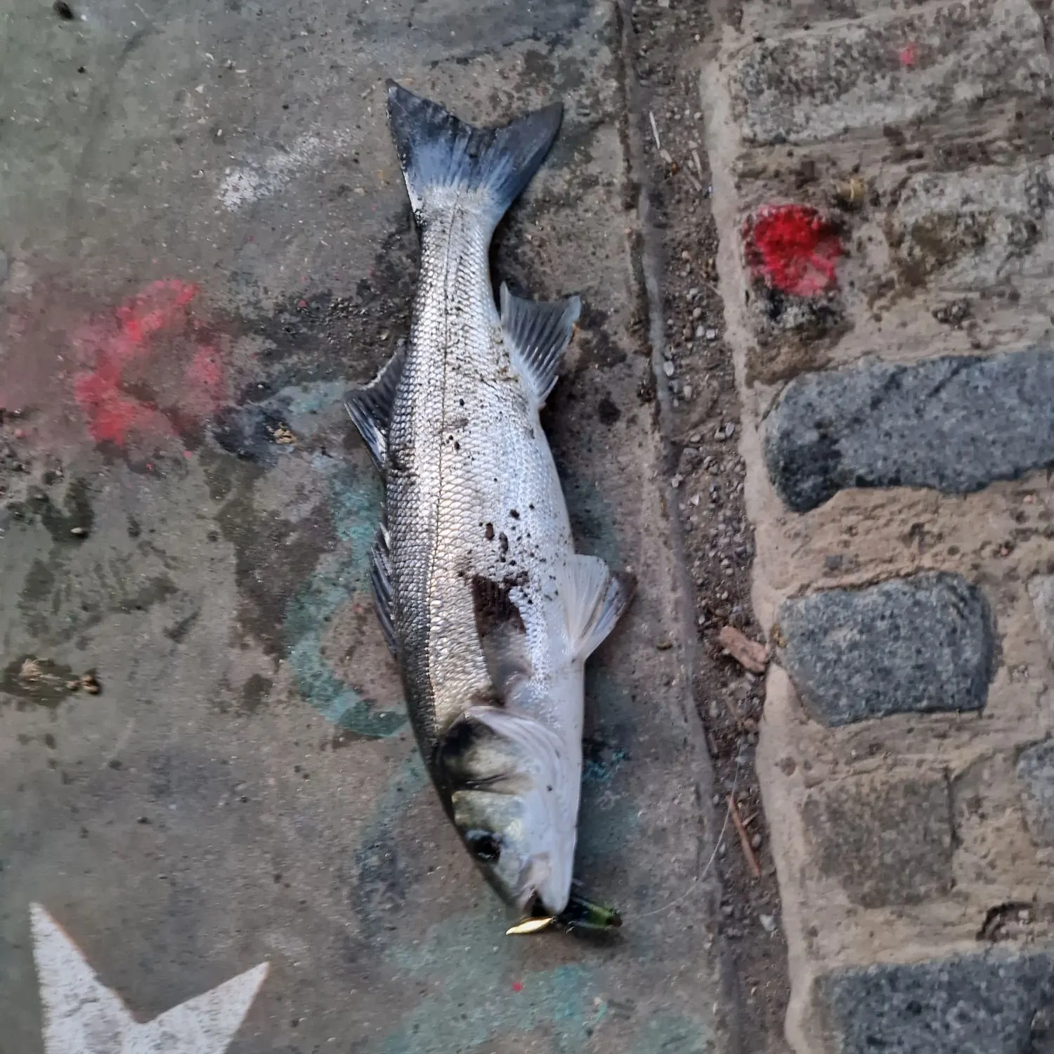 The most recent European seabass catches on Fishbrain