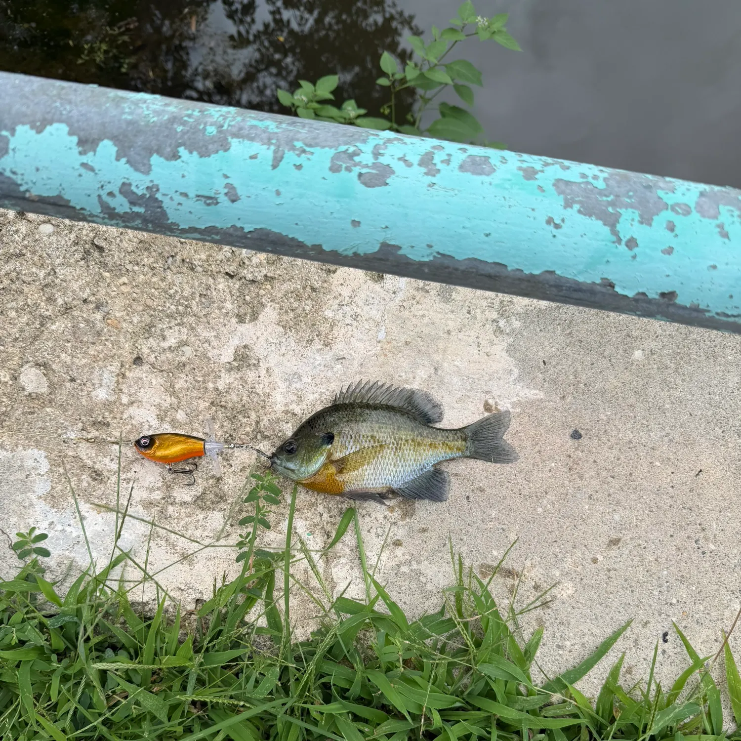 Bluegill caught on Fishbrain