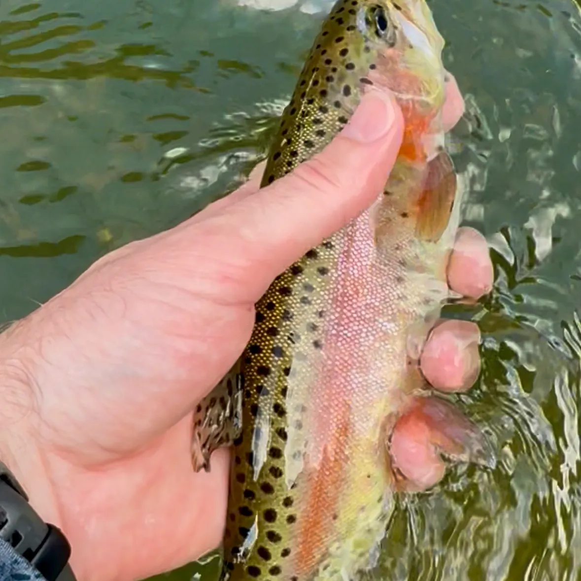 Rainbow trout caught on Fishbrain