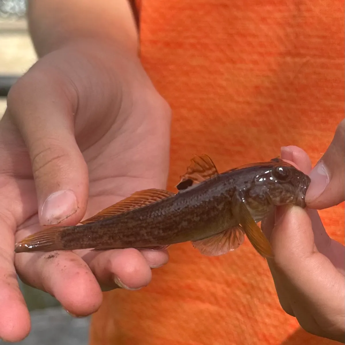 Round goby caught on Fishbrain