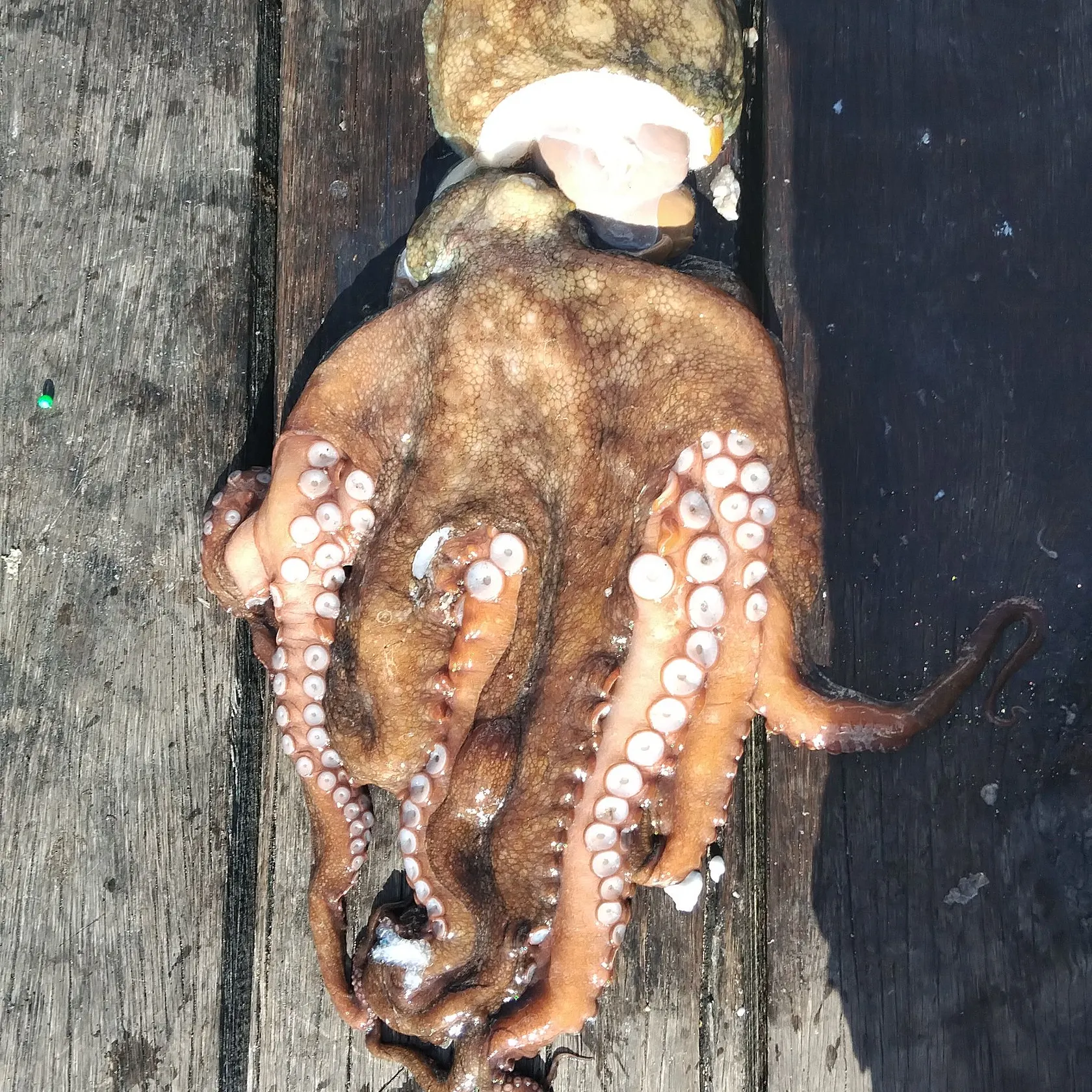 The most recent Hammer octopus catches on Fishbrain