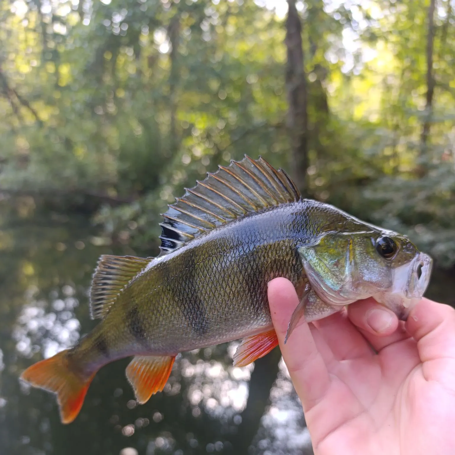 European perch caught on Fishbrain