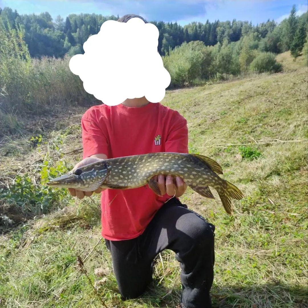 Northern pike caught on Fishbrain