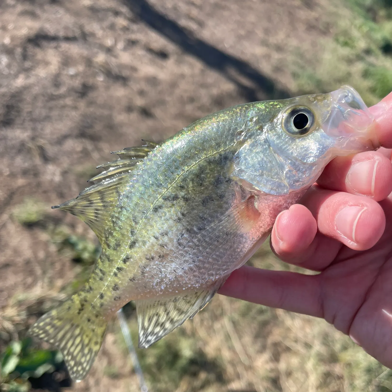 White crappie caught on Fishbrain