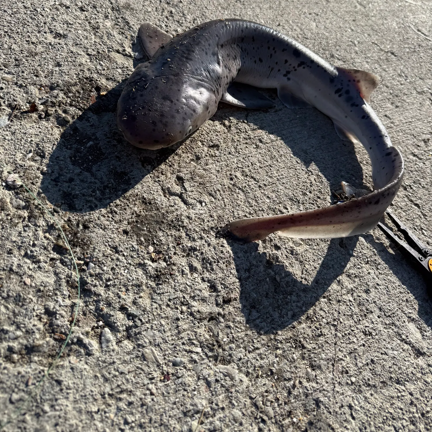 The most recent Broadnose sevengill shark catches on Fishbrain