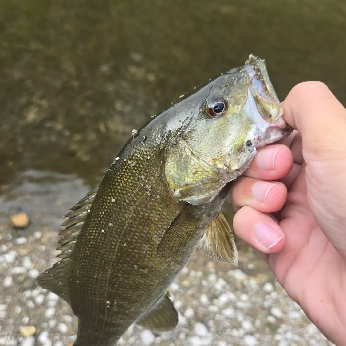 Smallmouth bass caught on Fishbrain