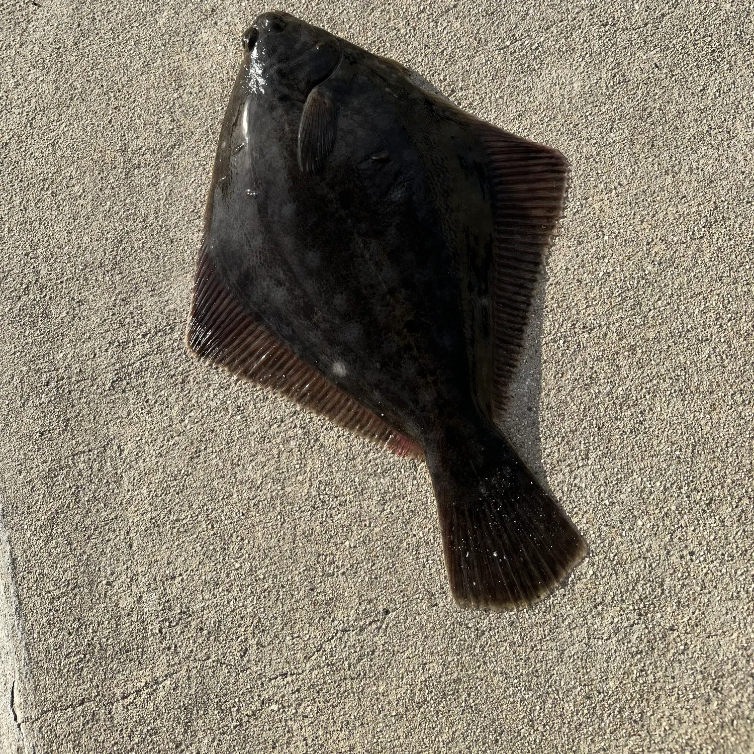 The most recent Diamond turbot catches on Fishbrain
