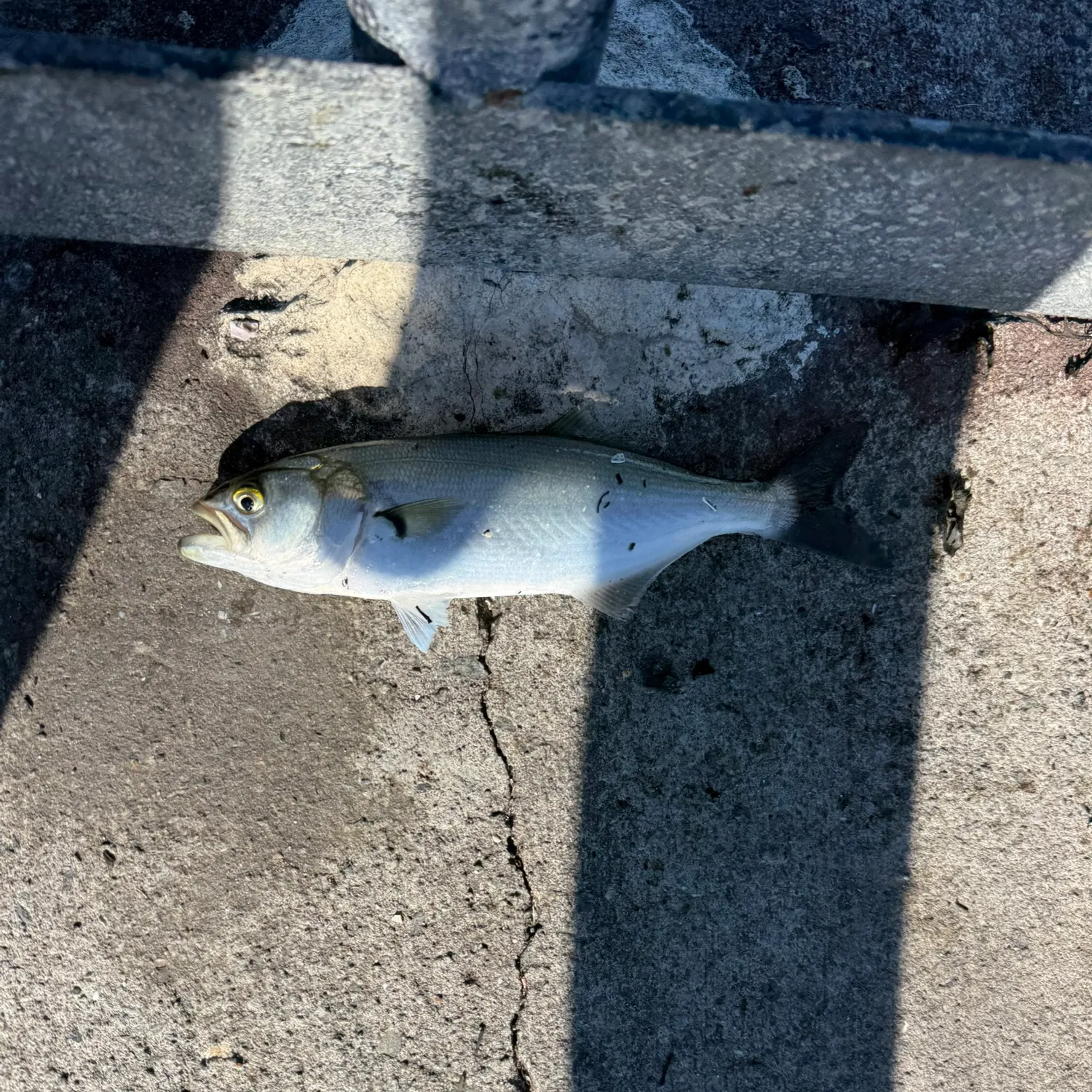 Bluefish caught on Fishbrain