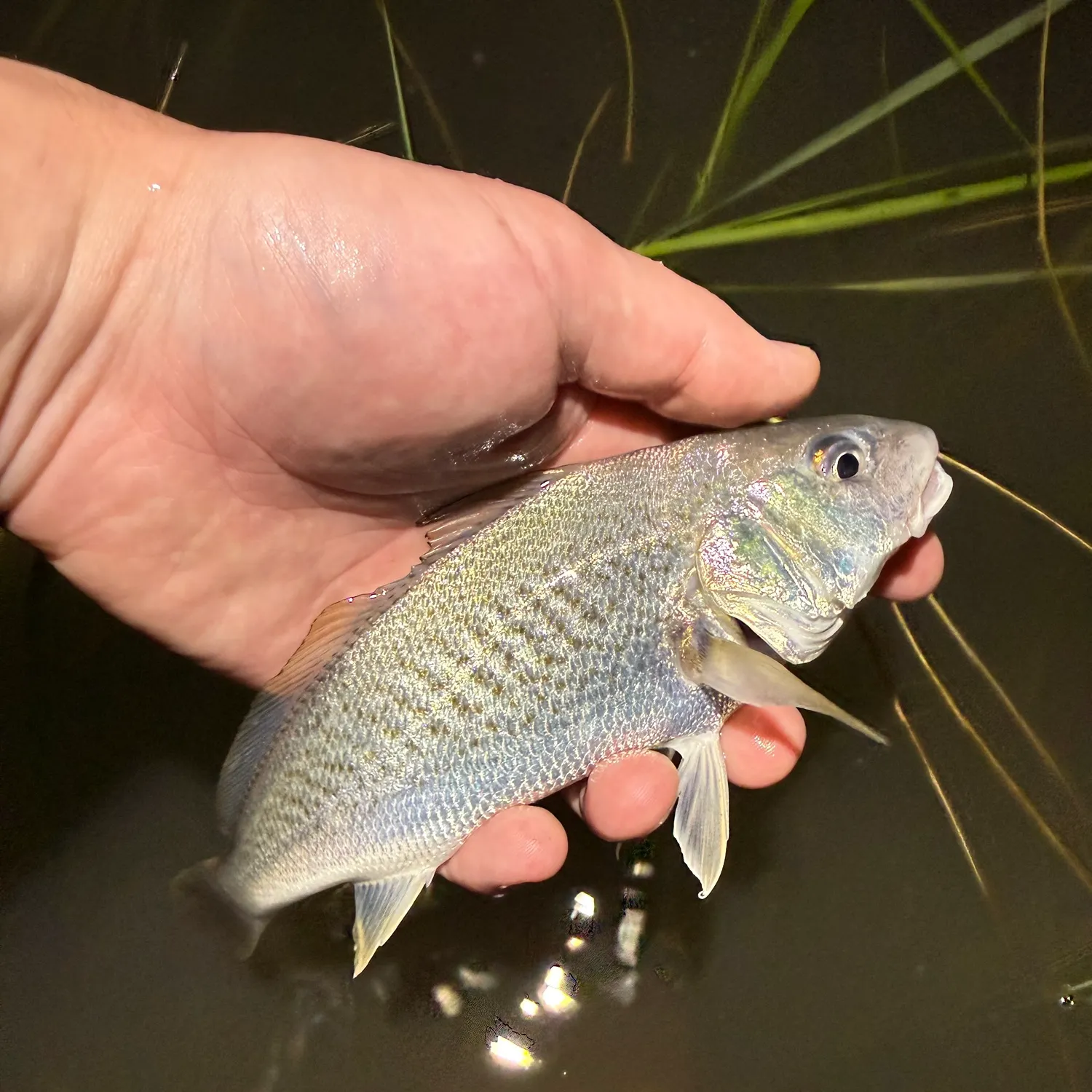 The most recent Mummichog catches on Fishbrain
