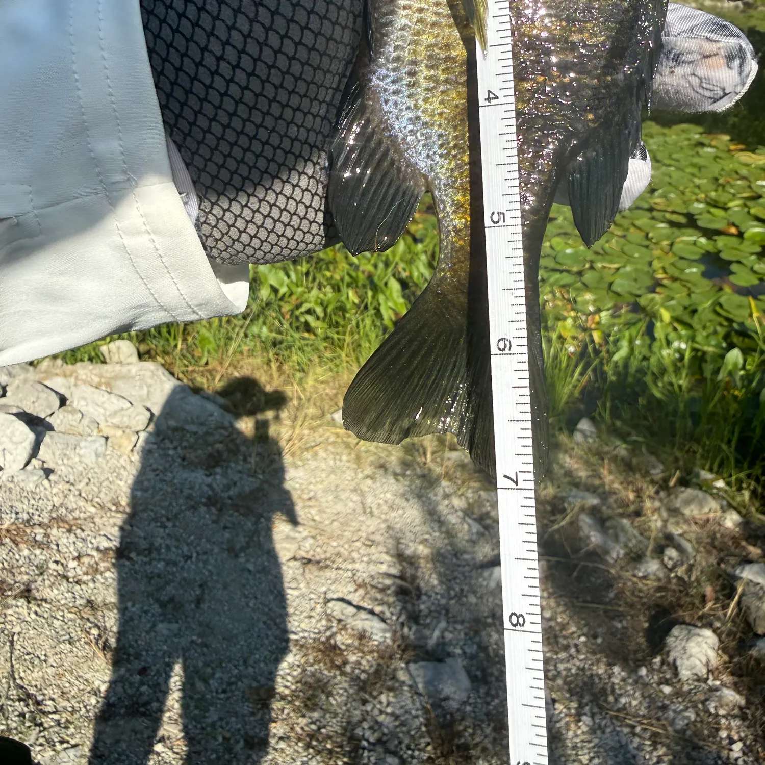 Bluegill caught on Fishbrain
