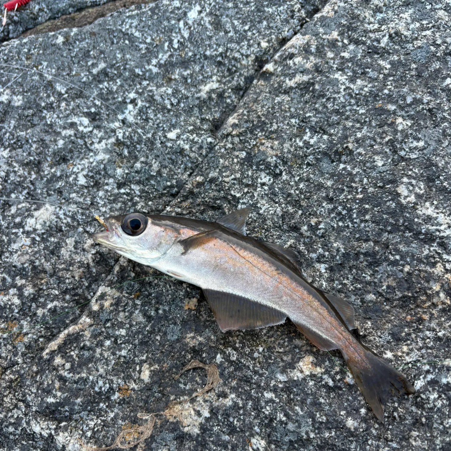 The most recent Atlantic pollock catches on Fishbrain