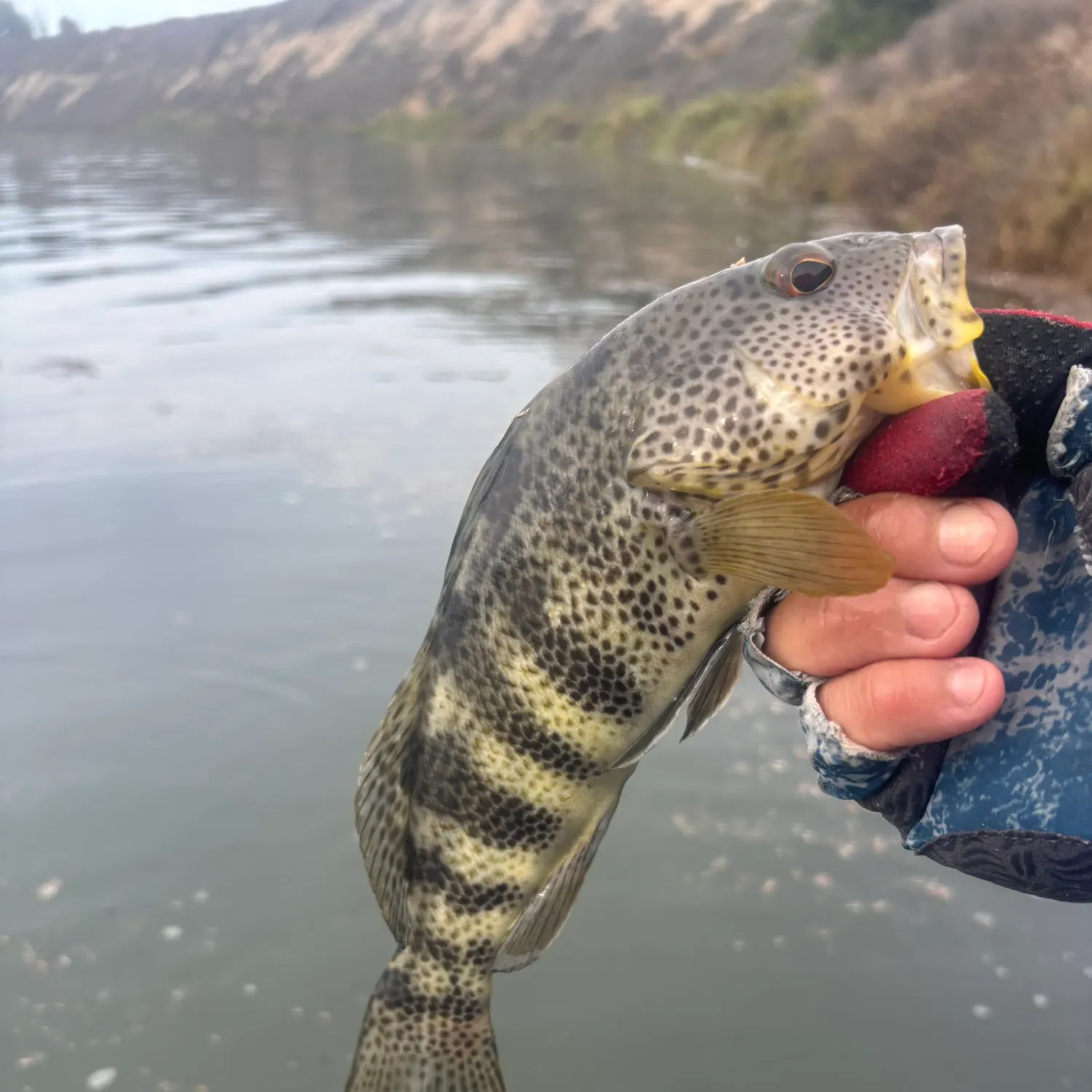 Spotted sand bass caught on Fishbrain