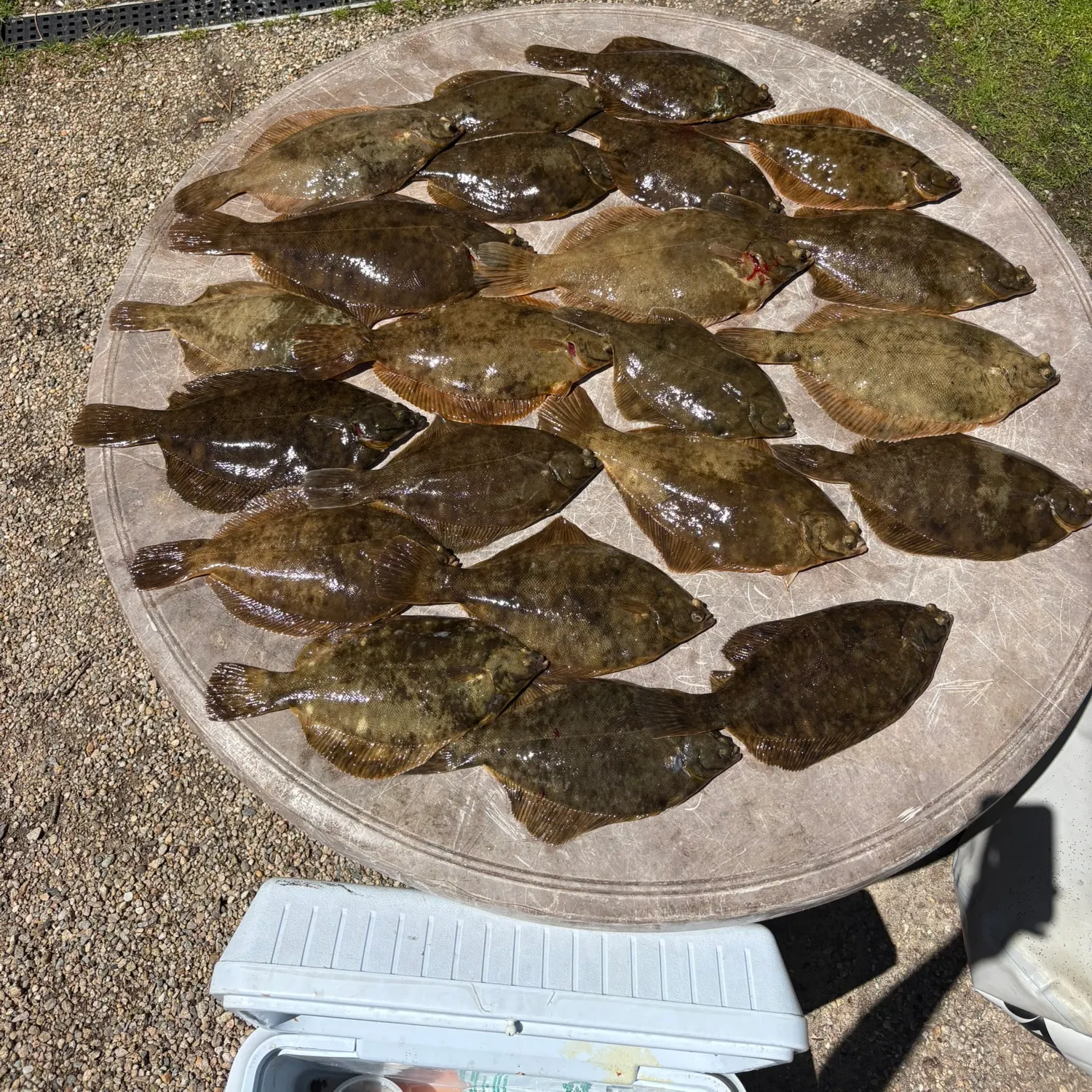 The most recent Winter flounder catches on Fishbrain