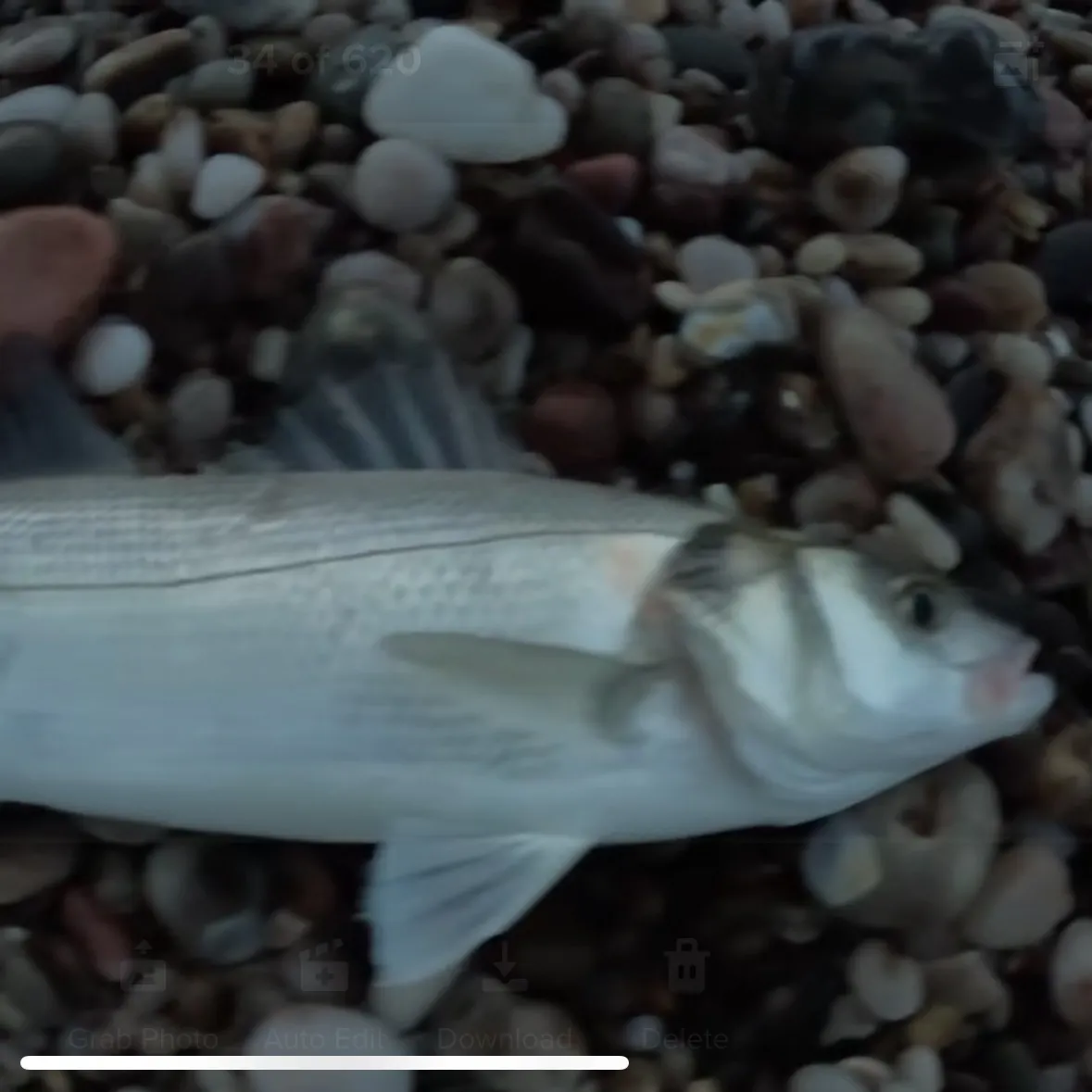 The most recent European seabass catches on Fishbrain