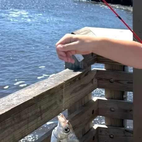 The most recent Spottail seabream catches on Fishbrain