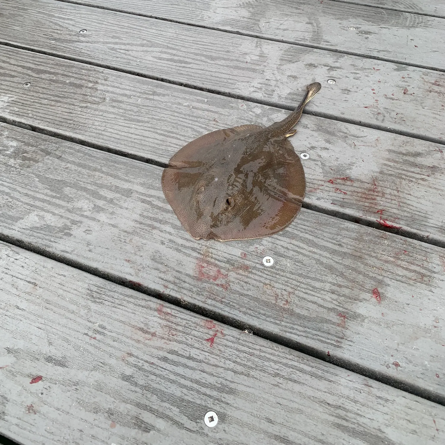 The most recent Haller's round ray catches on Fishbrain
