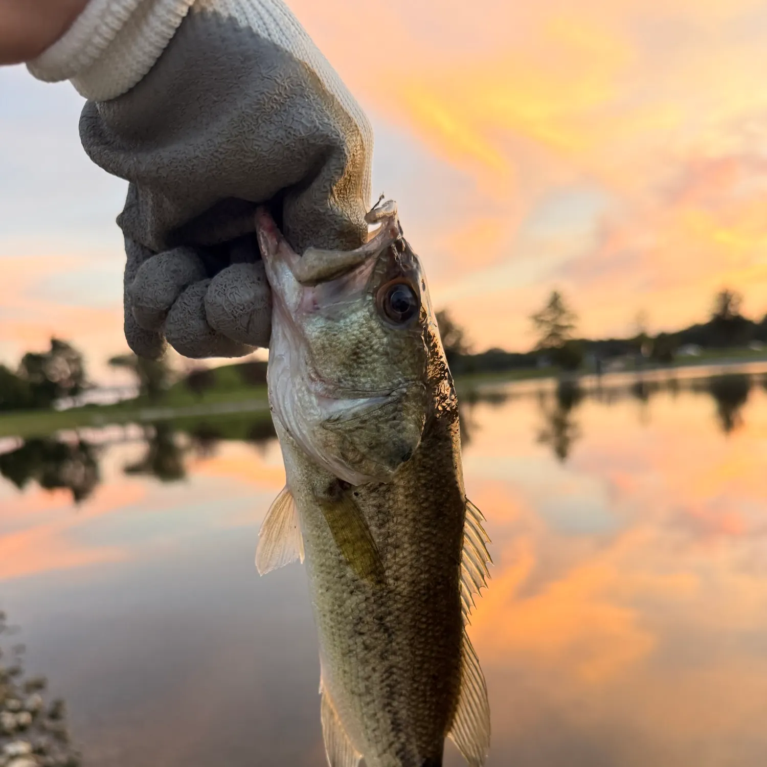 Largemouth bass caught on Fishbrain