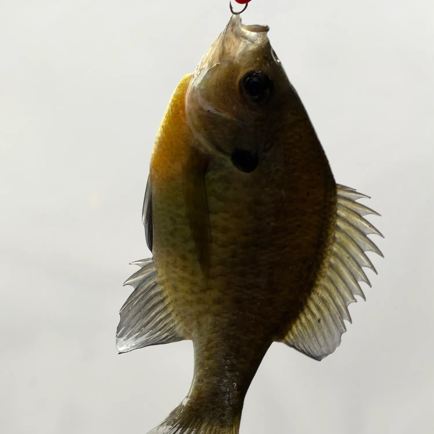 Bluegill caught on Fishbrain