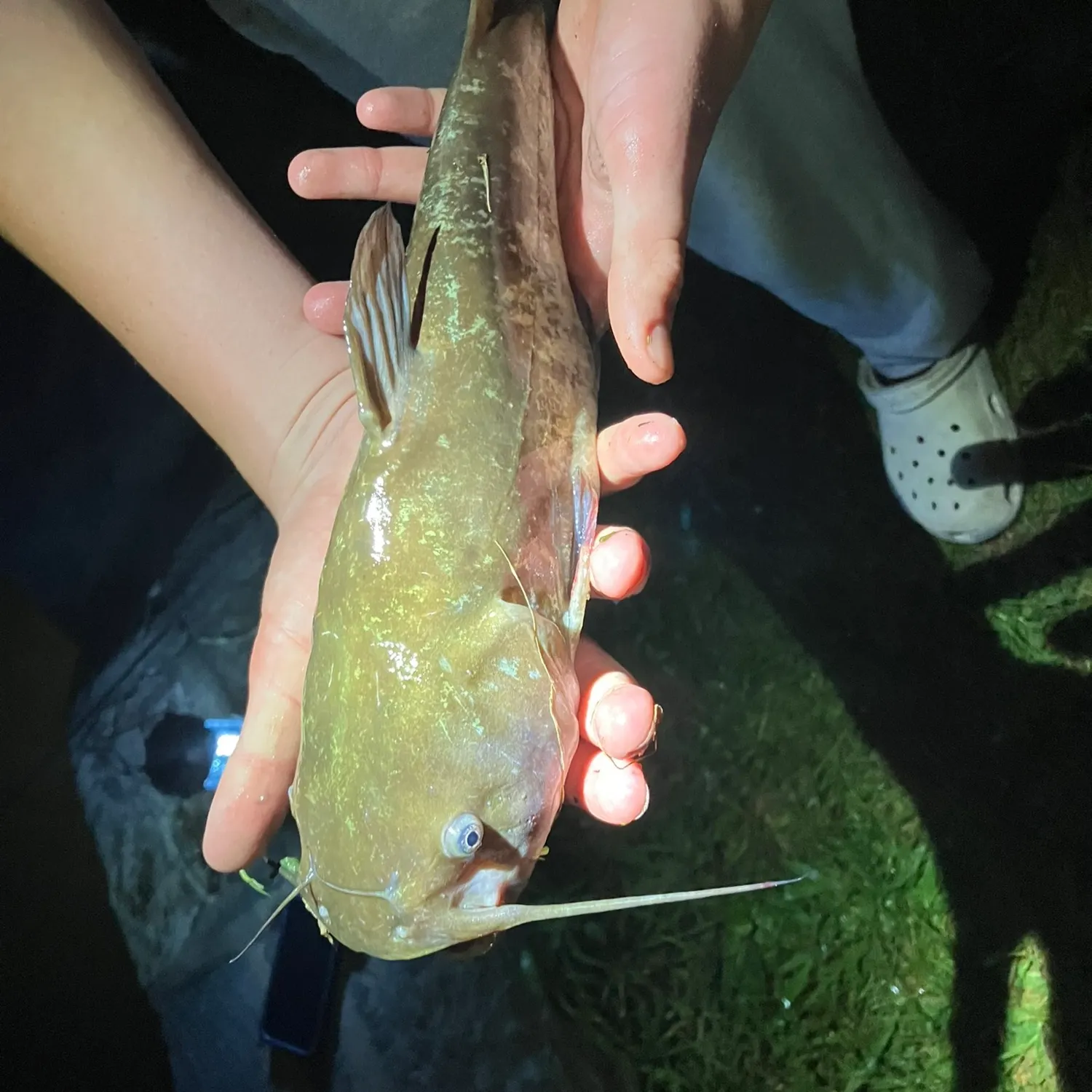 Black bullhead caught on Fishbrain