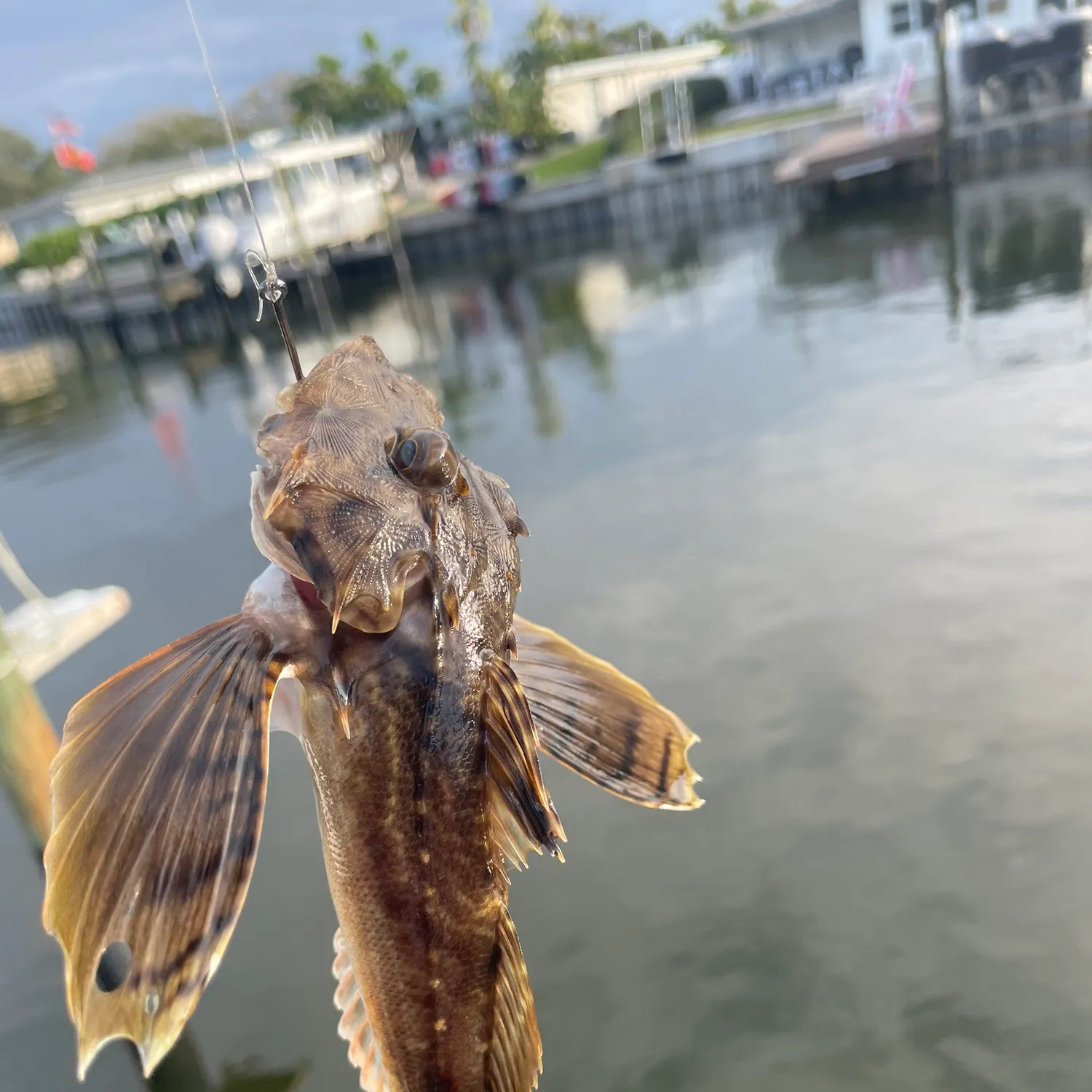 The most recent Striped searobin catches on Fishbrain