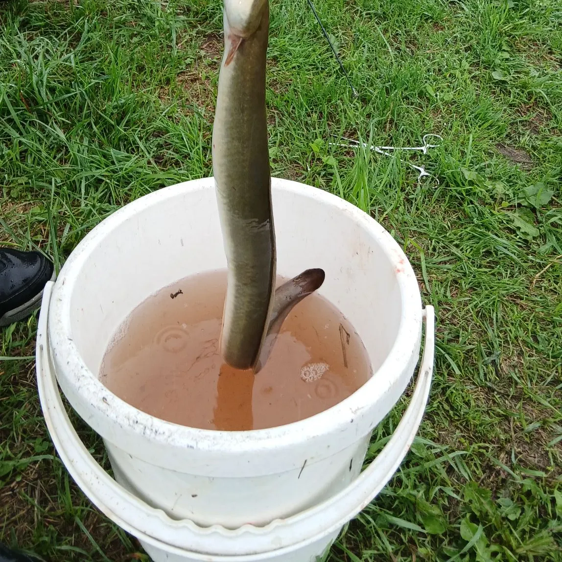 The most recent European eel catches on Fishbrain