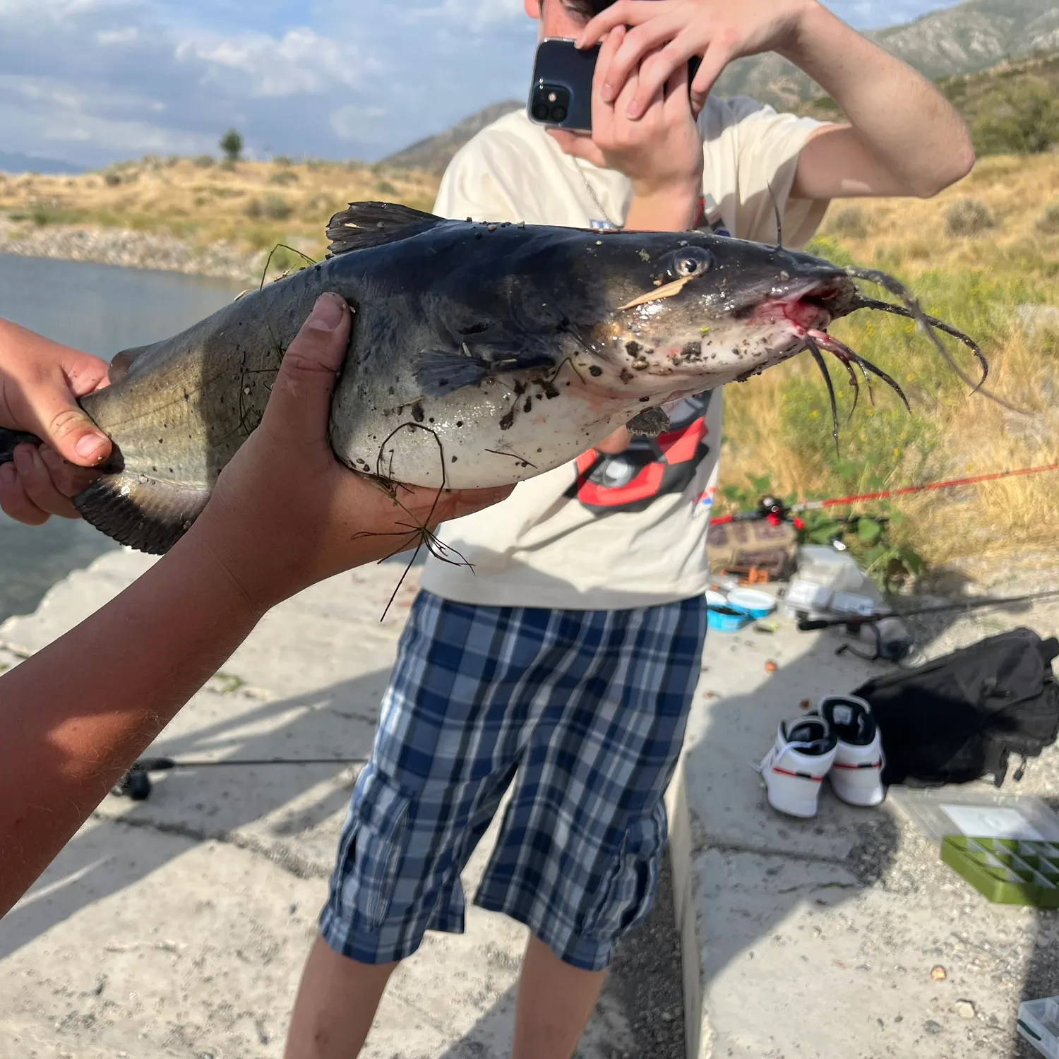 Channel catfish caught on Fishbrain