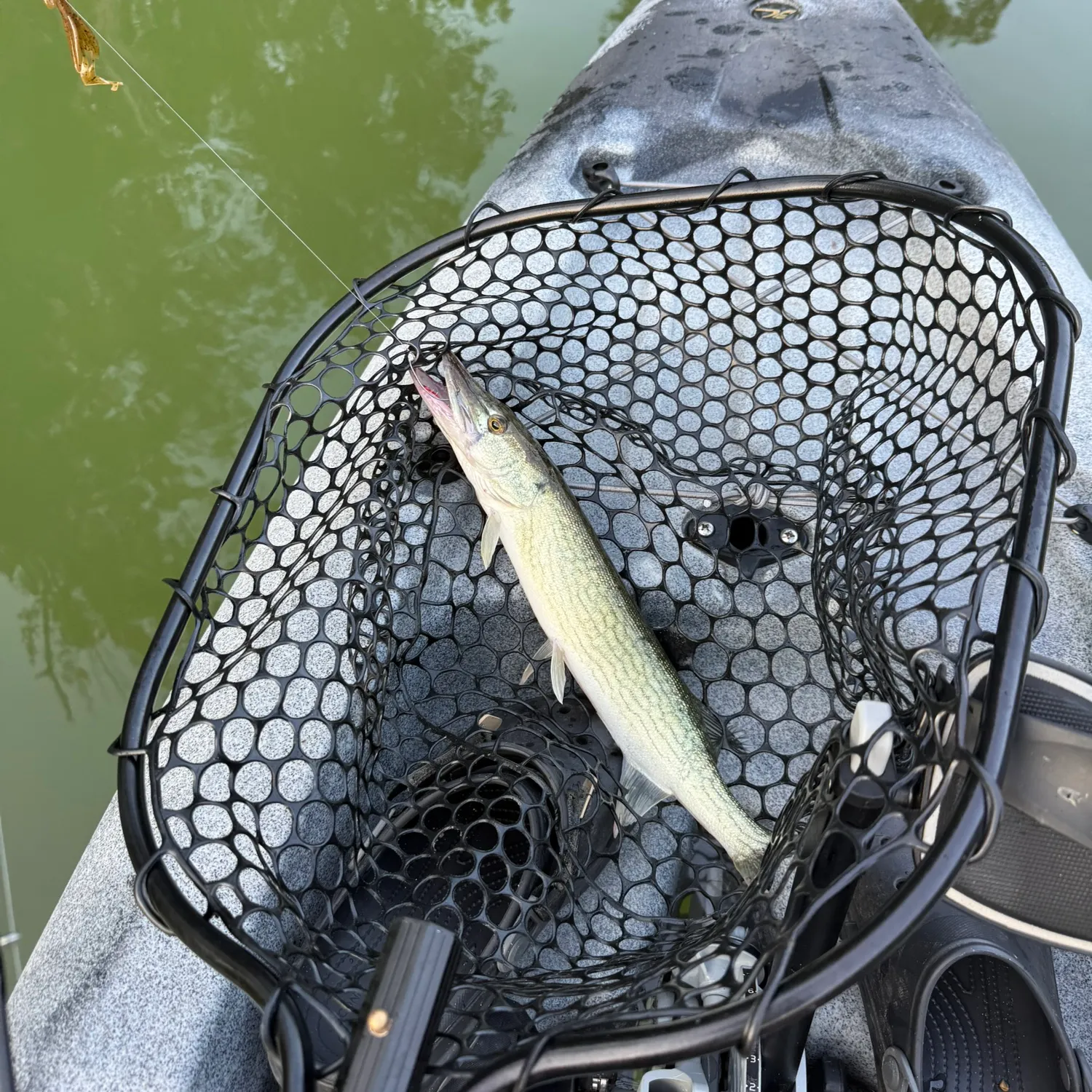 Chain pickerel caught on Fishbrain