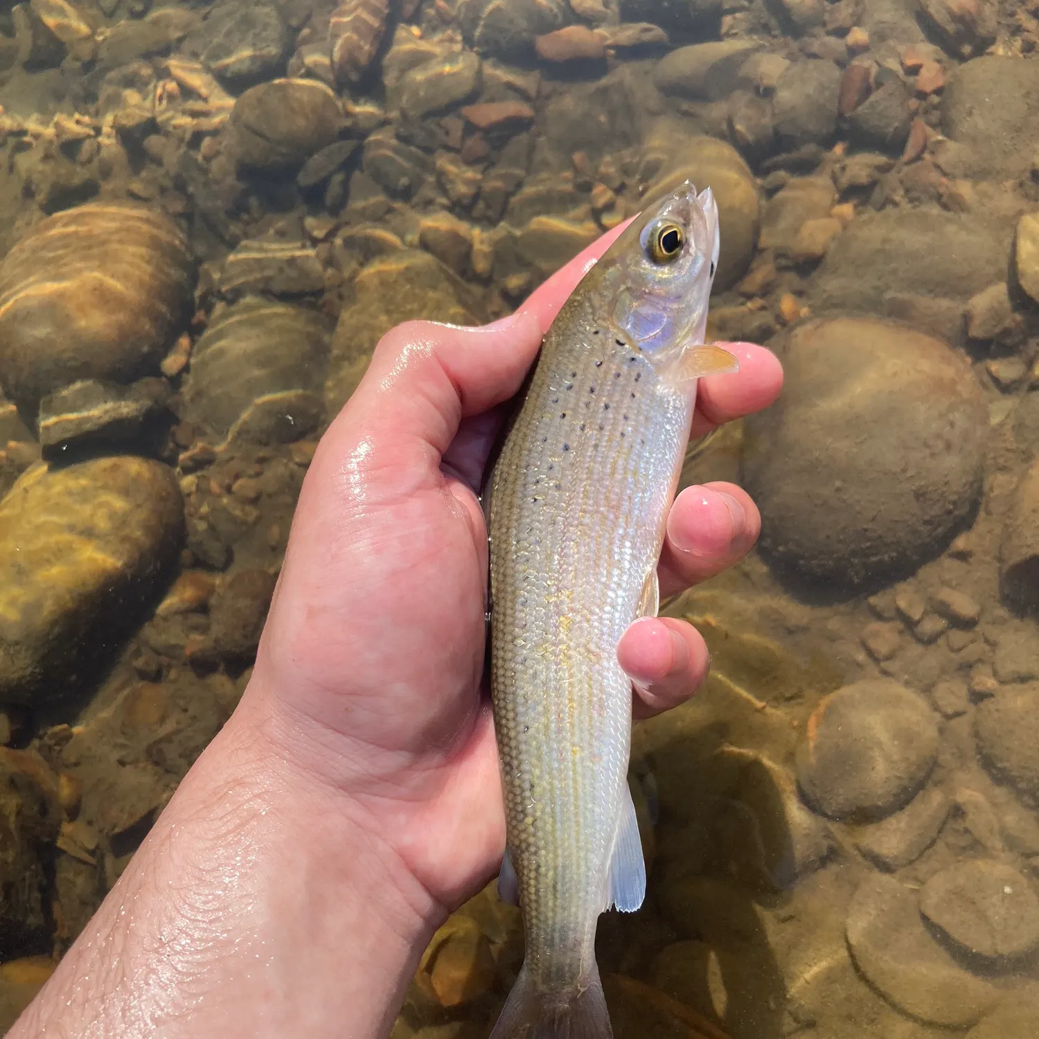 The most recent Arctic grayling catches on Fishbrain
