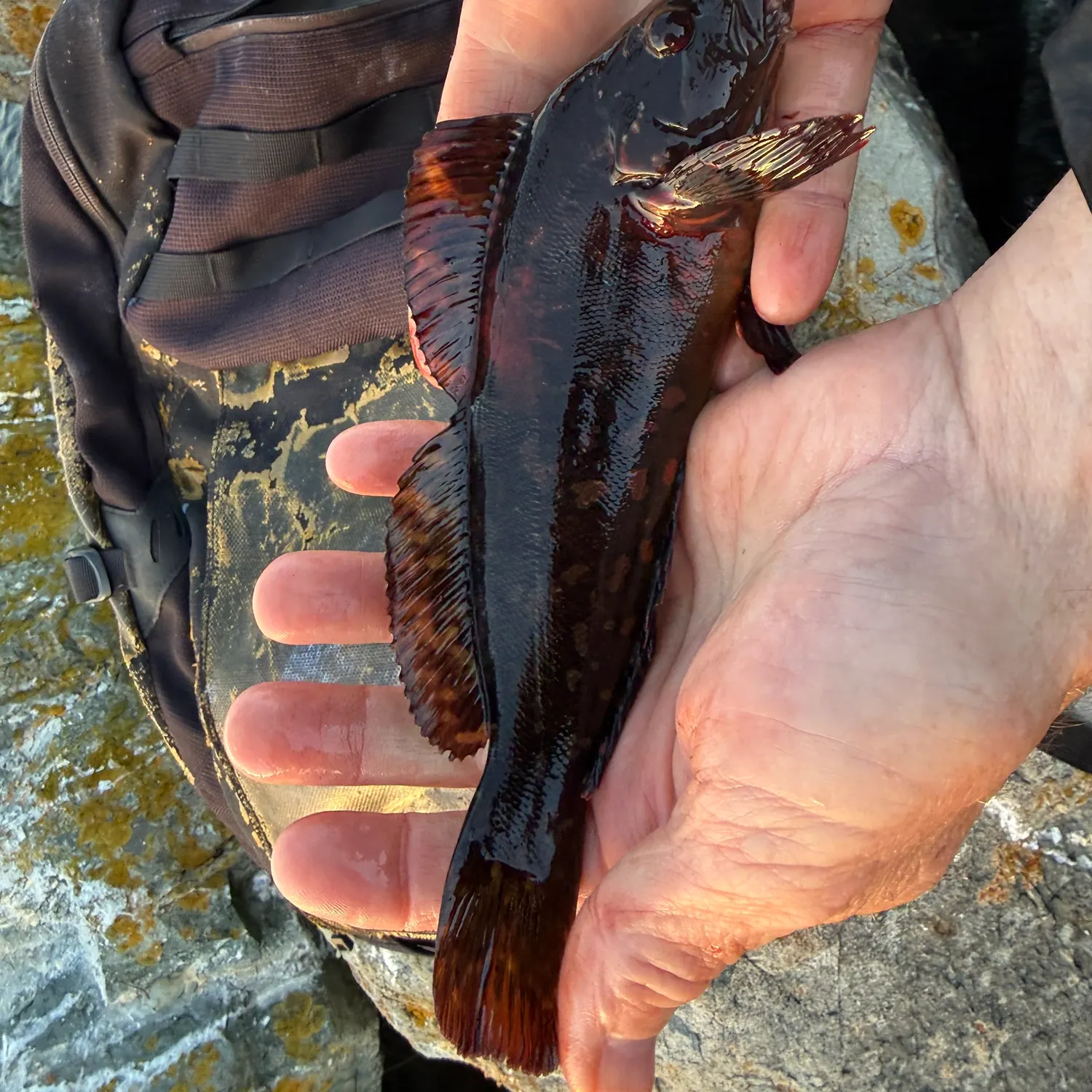 The most recent Rock greenling catches on Fishbrain