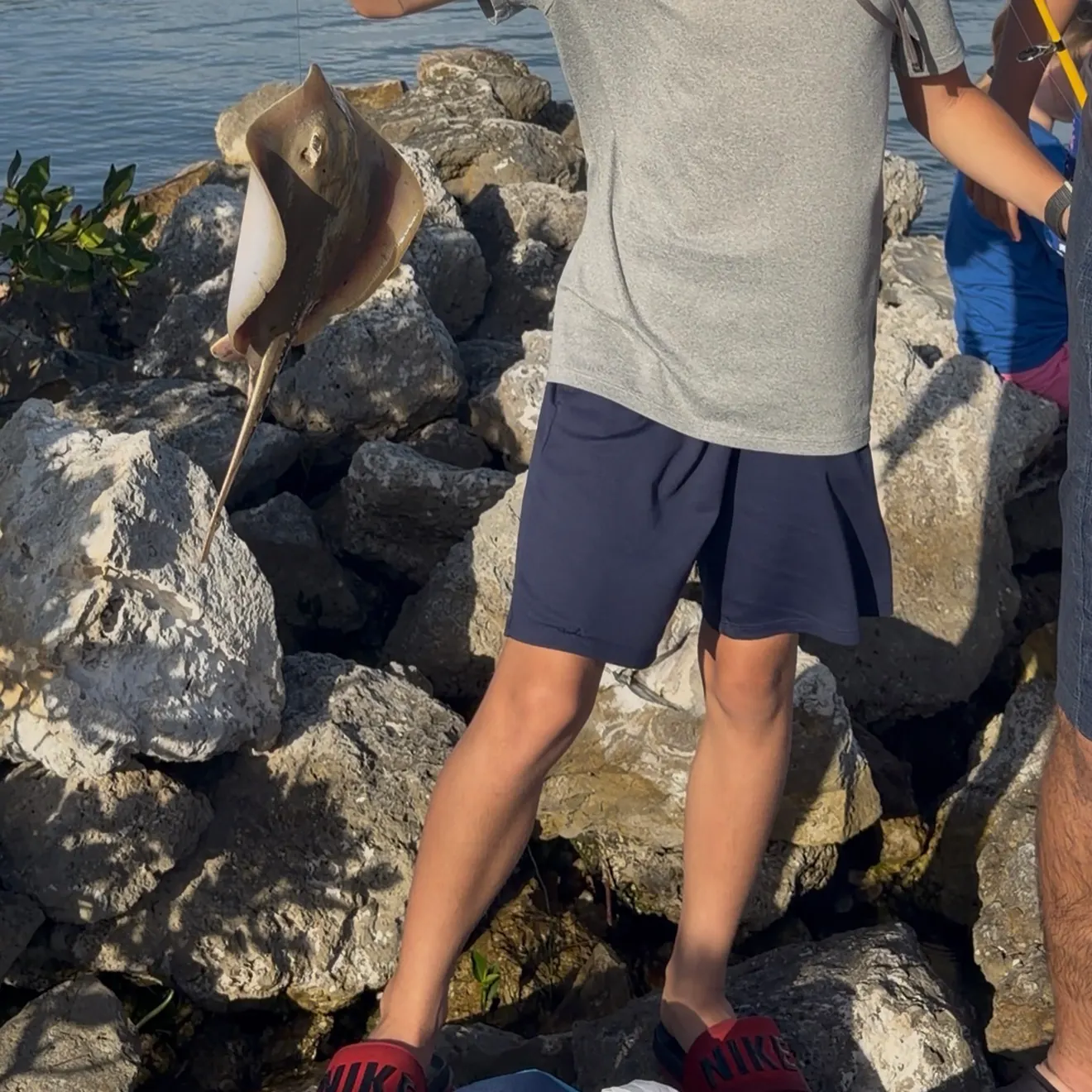 The most recent Atlantic stingray catches on Fishbrain