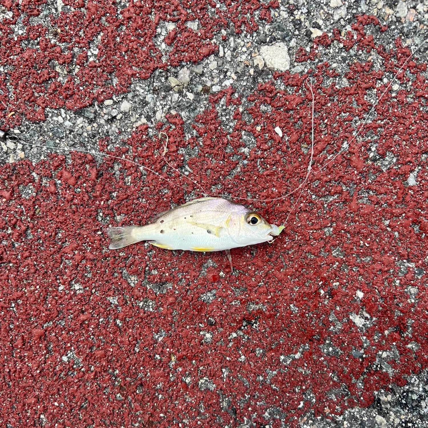 The most recent Saddle grunt catches on Fishbrain