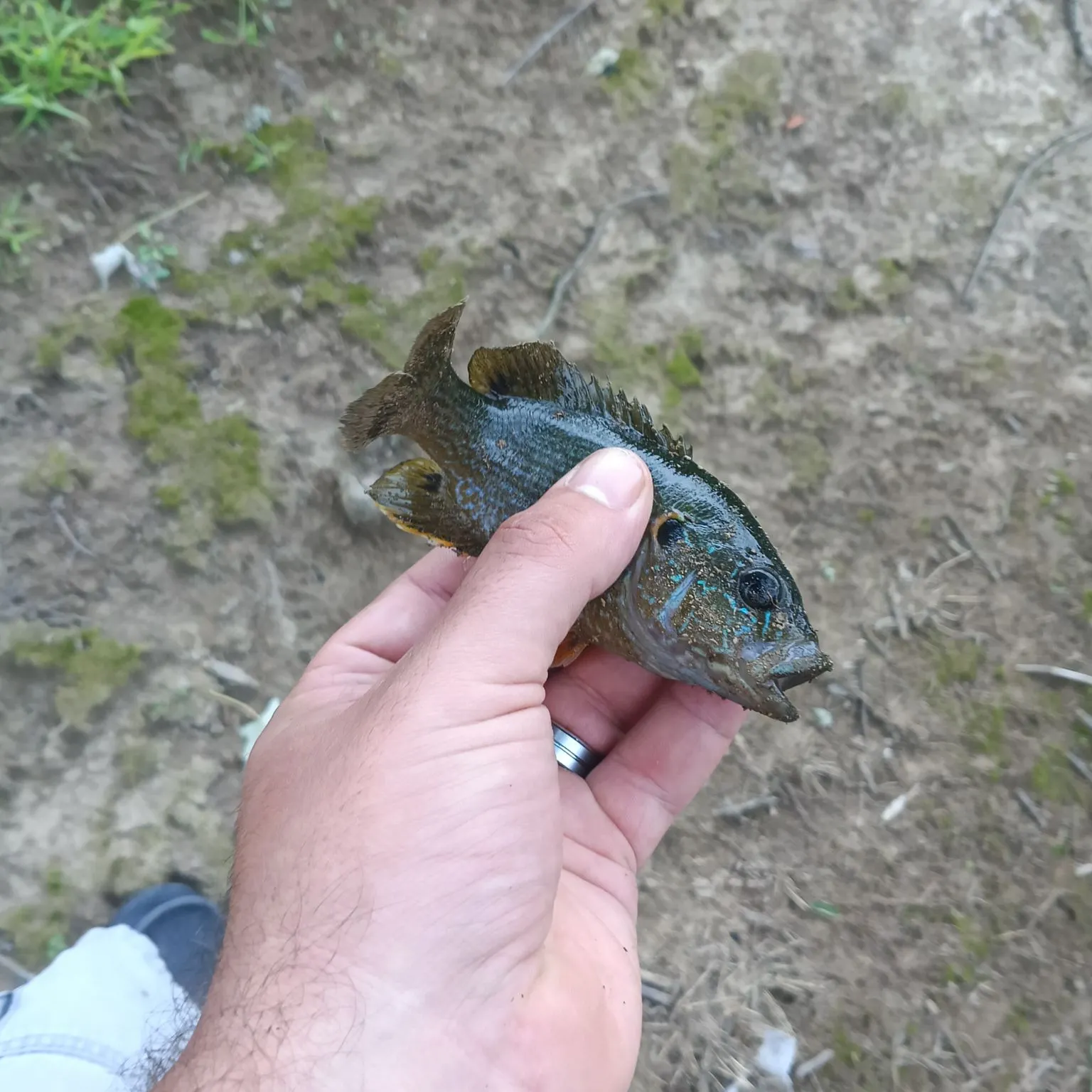 Green sunfish caught on Fishbrain