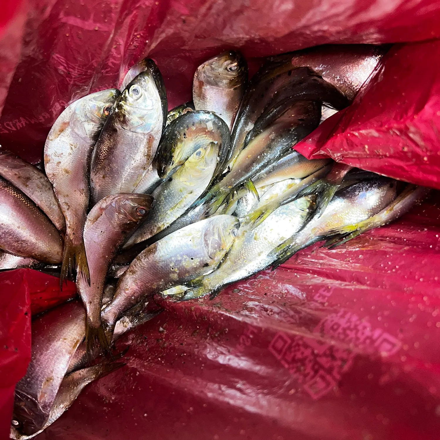 Atlantic menhaden caught on Fishbrain