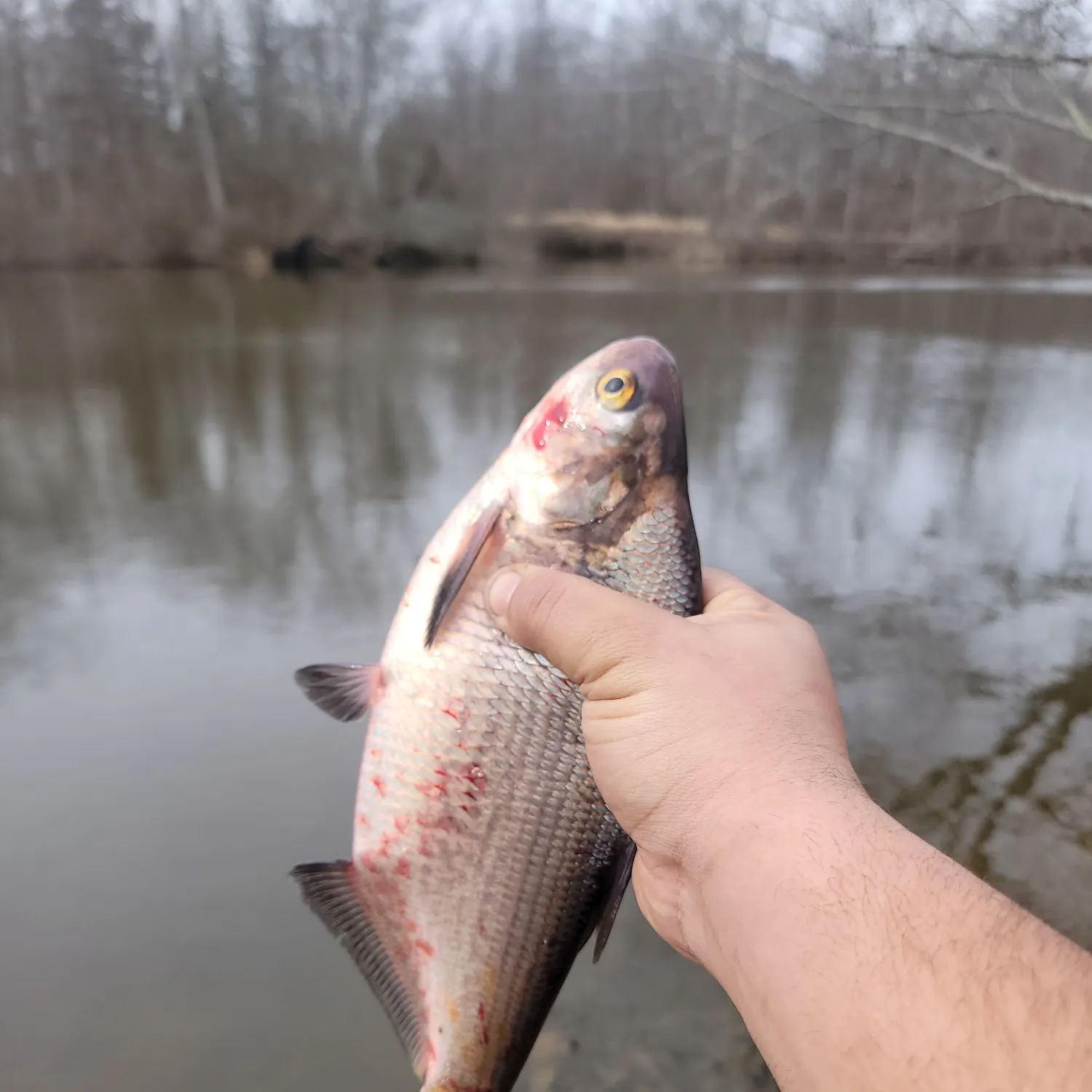 The most recent American gizzard shad catches on Fishbrain