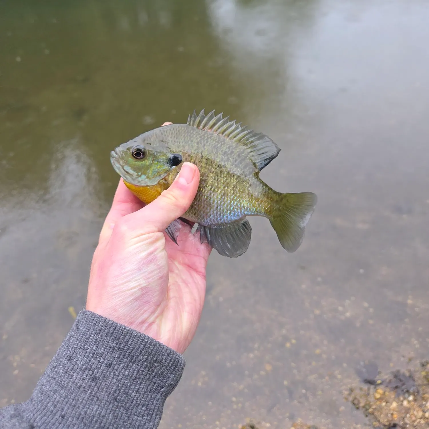 Bluegill caught on Fishbrain