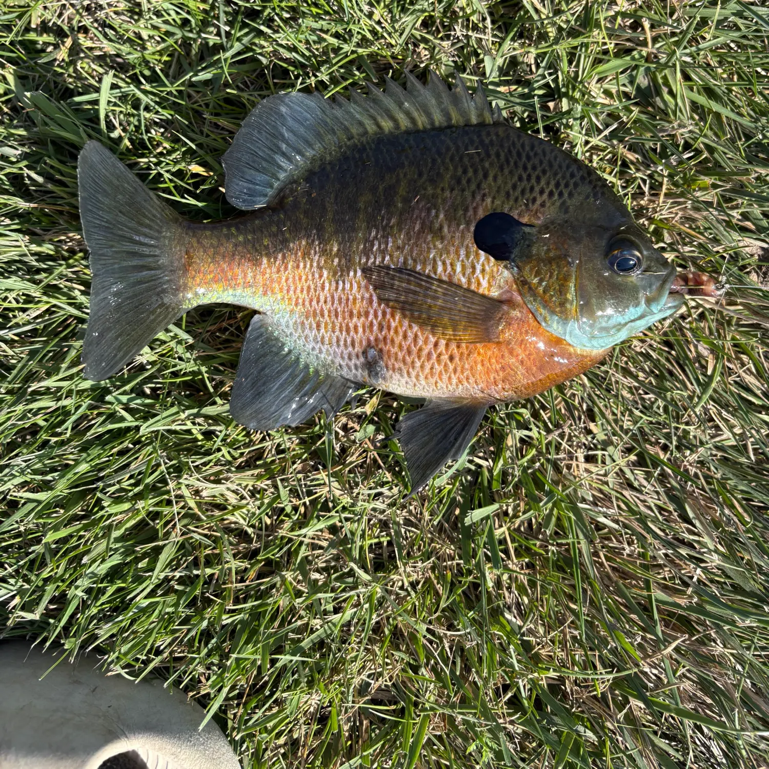 Bluegill caught on Fishbrain