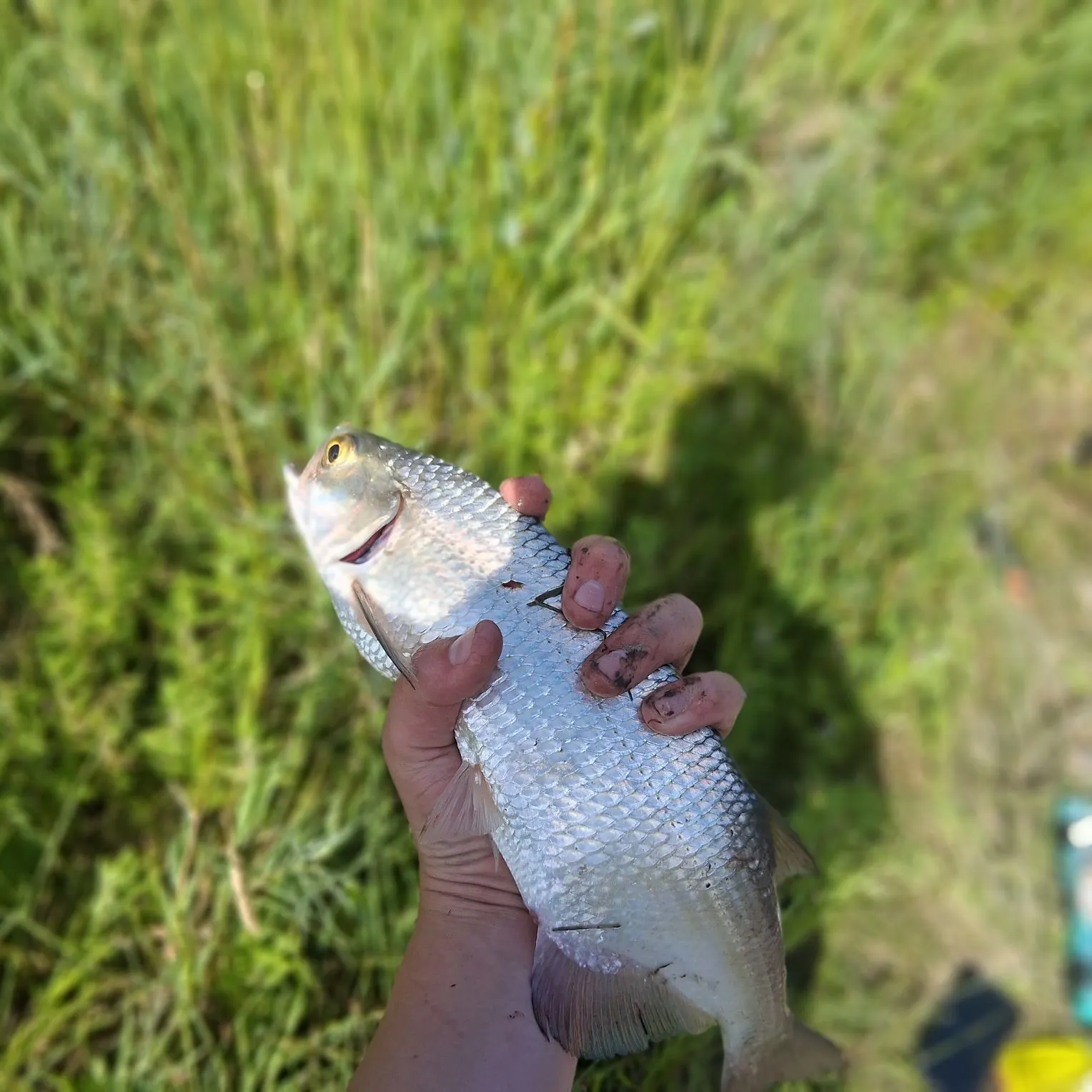 The most recent Goldeye catches on Fishbrain