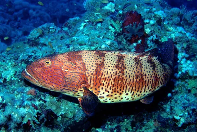Roving coralgrouper