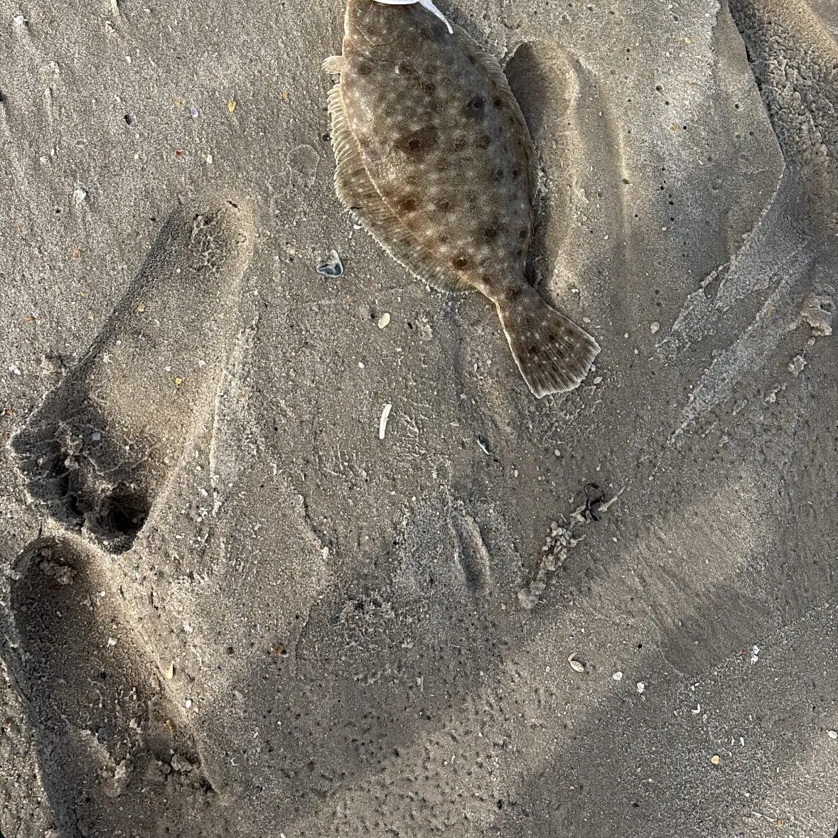 Summer flounder caught on Fishbrain