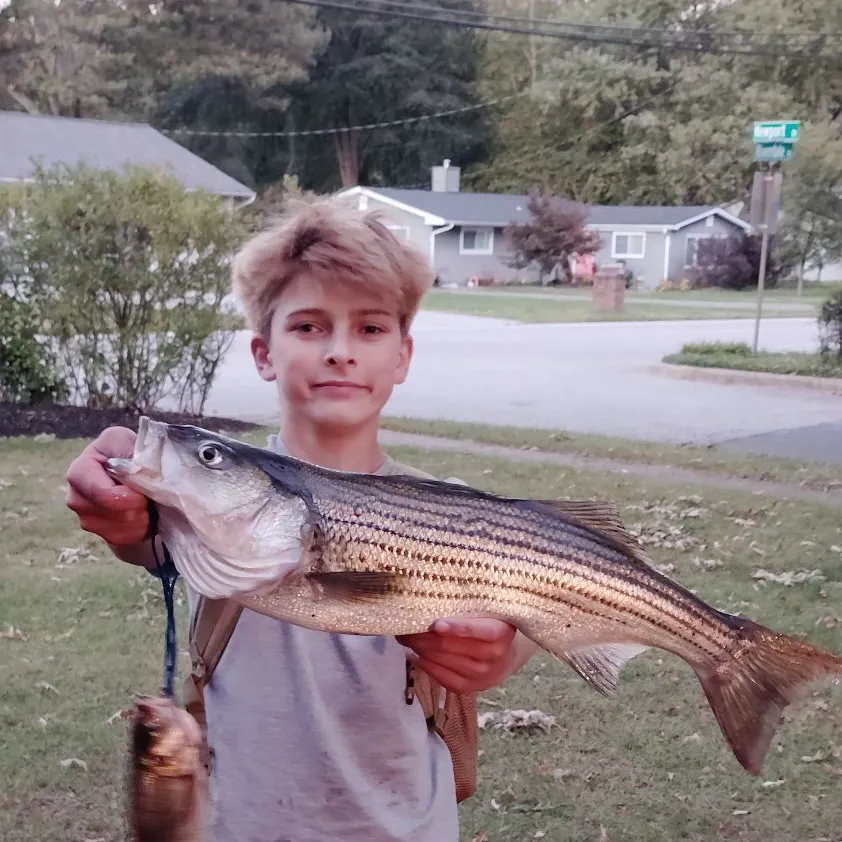 Striped bass caught on Fishbrain