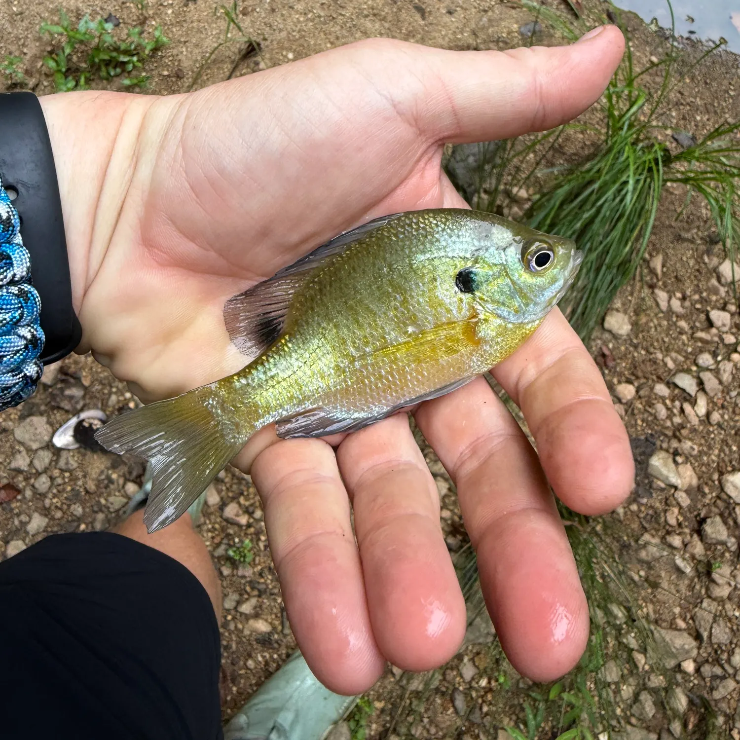 Bluegill caught on Fishbrain